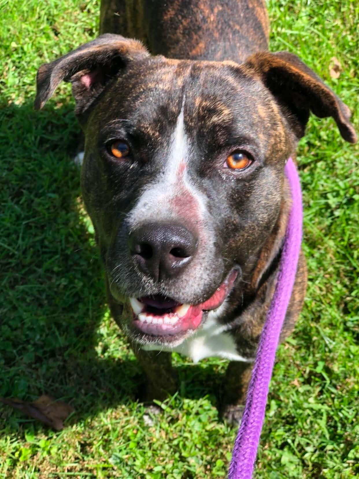 Russet, Adoptable, Adult Male Boxer.