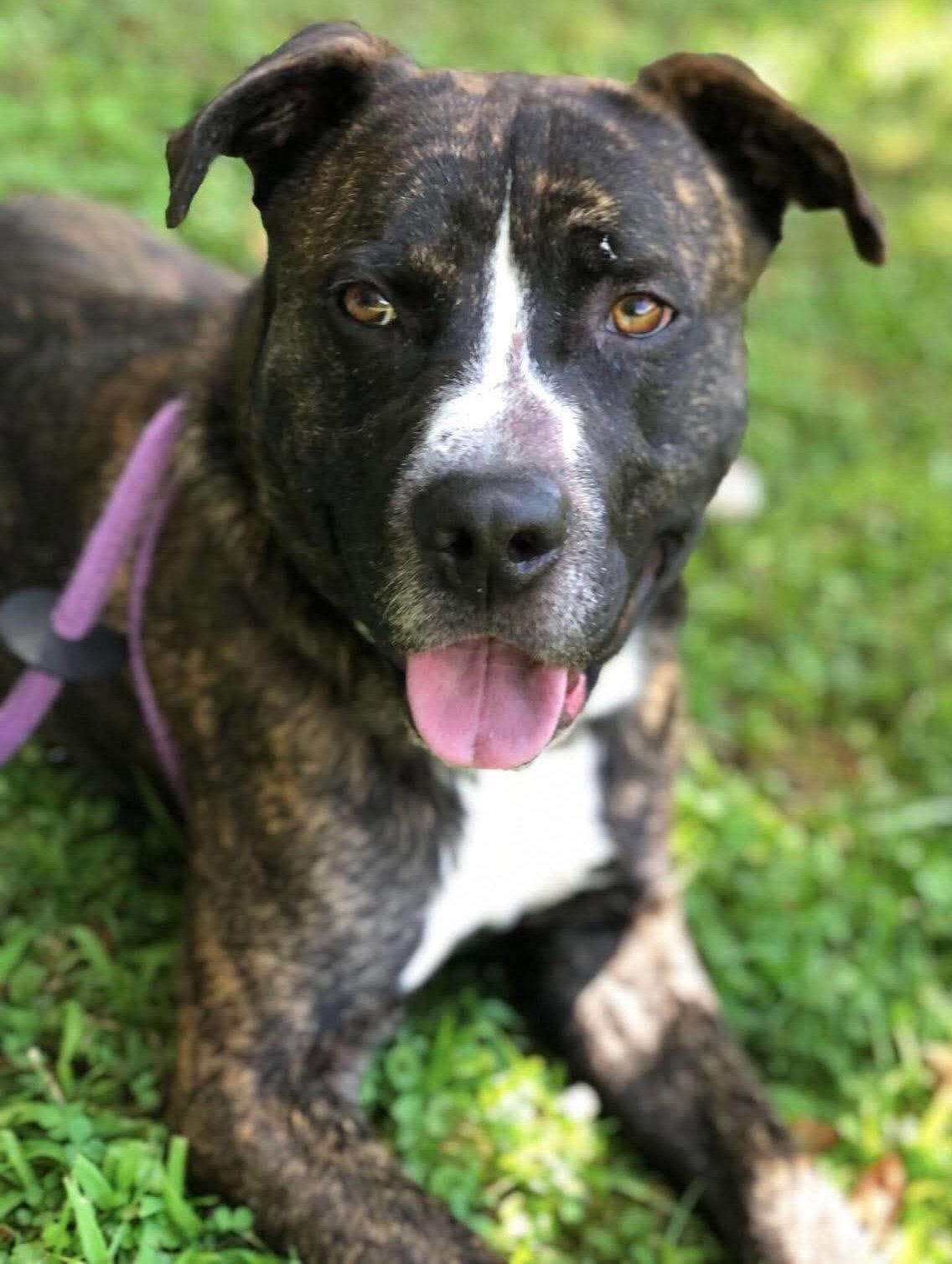 Enlarge Russet, a Adoptable Boxer in Elkins, WV image 2/3