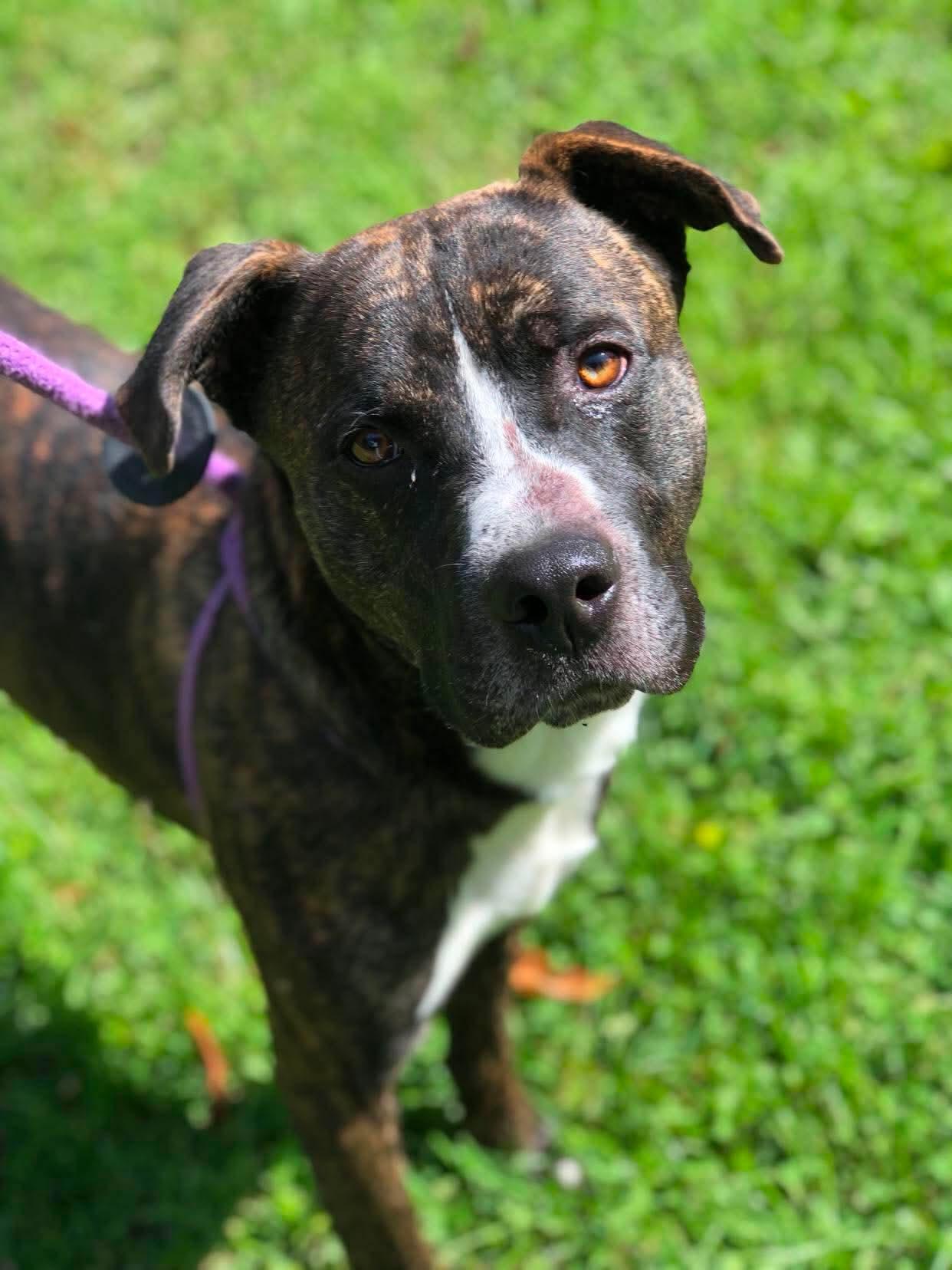 Enlarge Russet, a Adoptable Boxer in Elkins, WV image 3/3