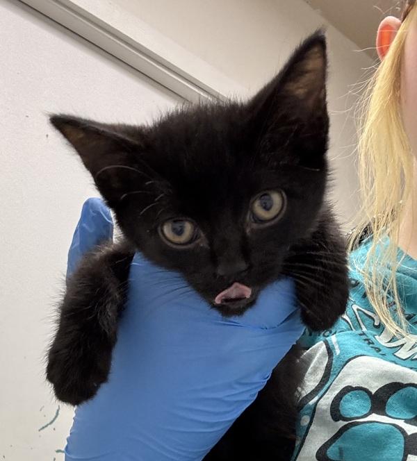 Enlarge Peppermint, a Adoptable mixed breed in Silverdale, WA image 1/1