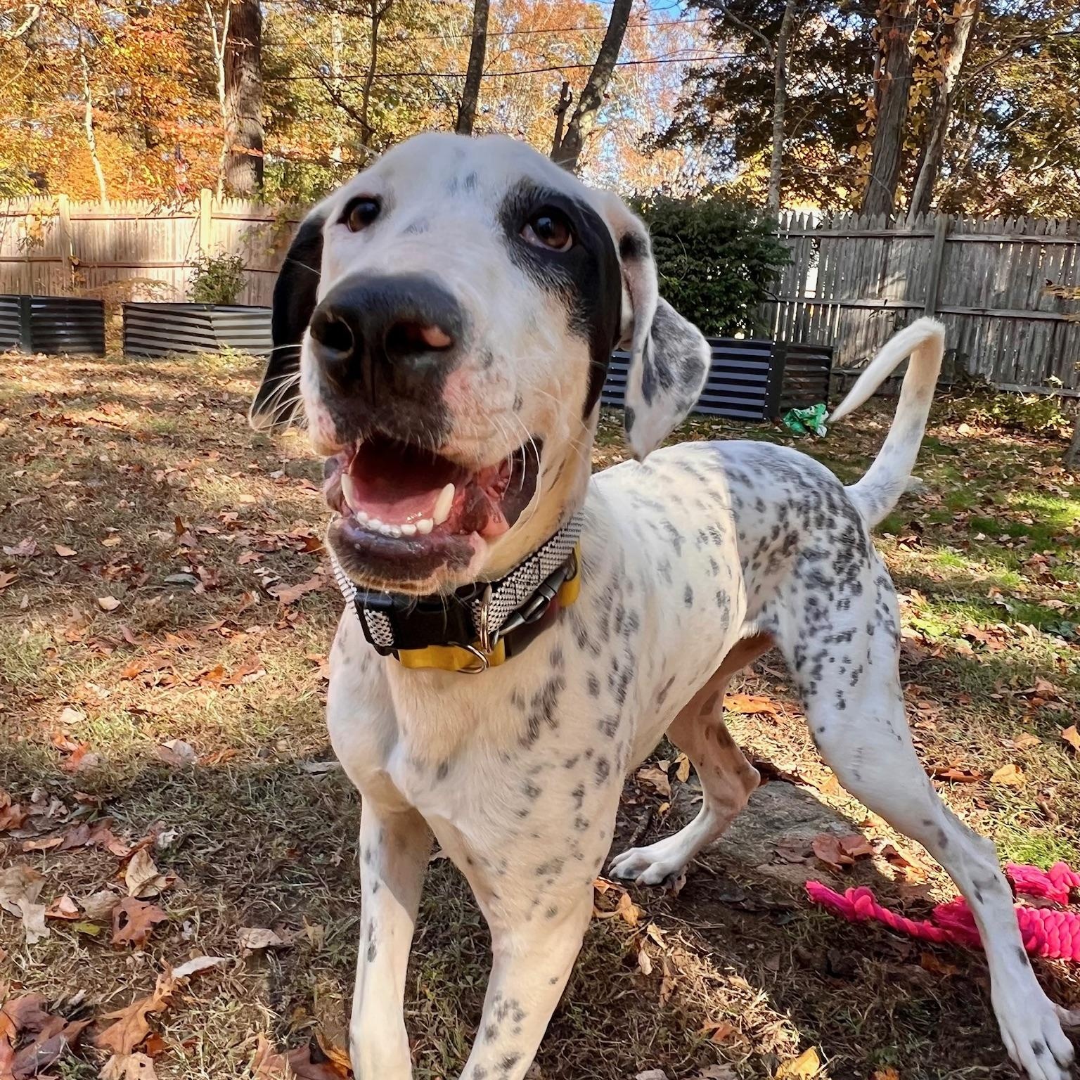 Enlarge Vinnie: So handsome  & would love a sibling , a Adoptable mixed breed in Fort Lauderdale , FL image 3/6