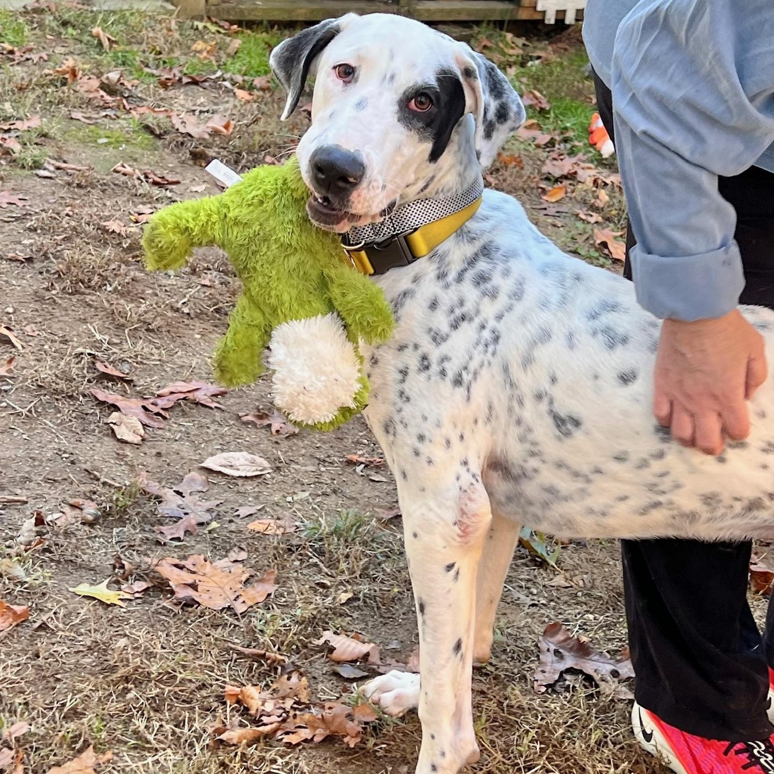 Enlarge Vinnie: So handsome  & would love a sibling , a Adoptable mixed breed in Fort Lauderdale , FL image 4/6