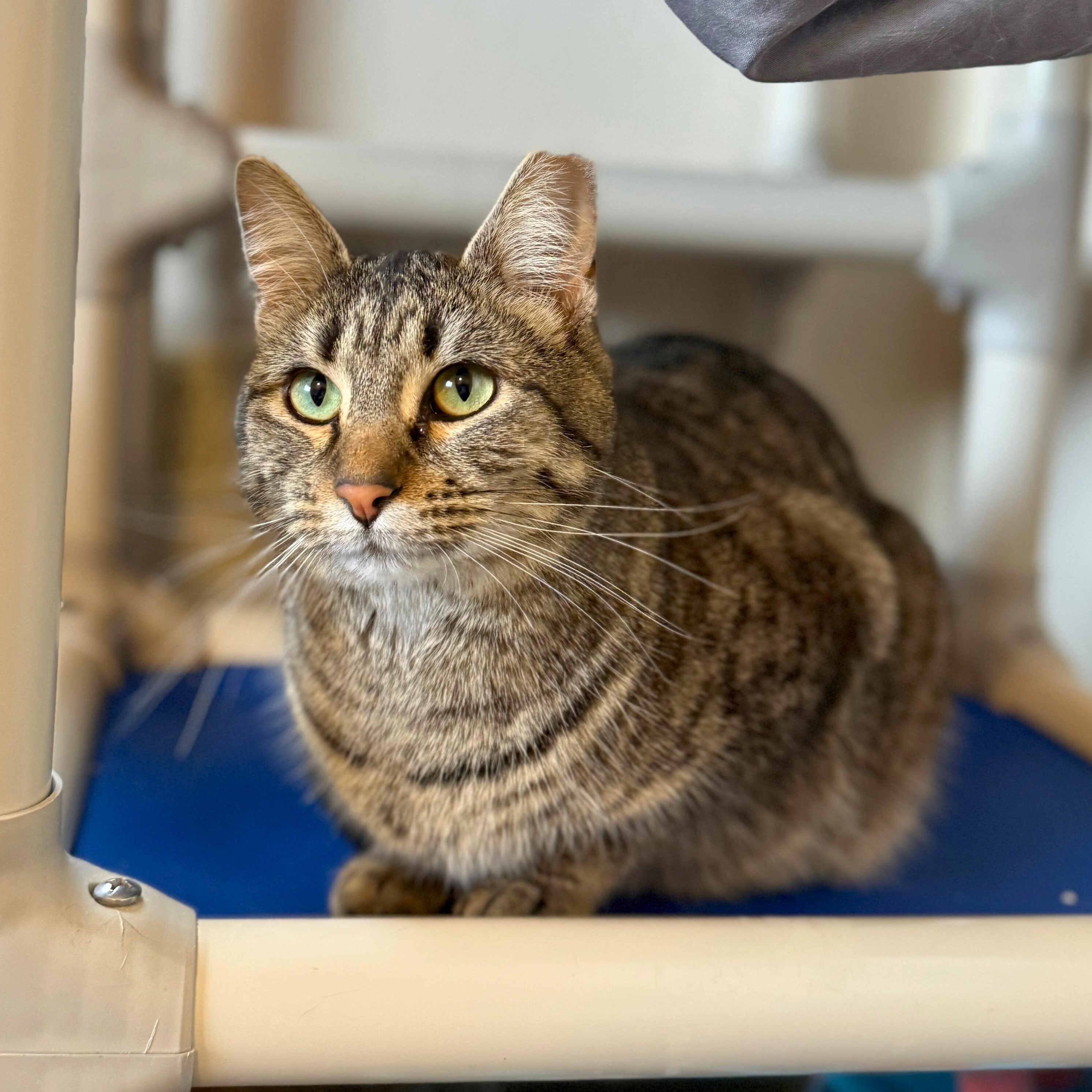 Enlarge Enjay, a Adoptable Domestic Short Hair in Ridgway, CO image 5/5