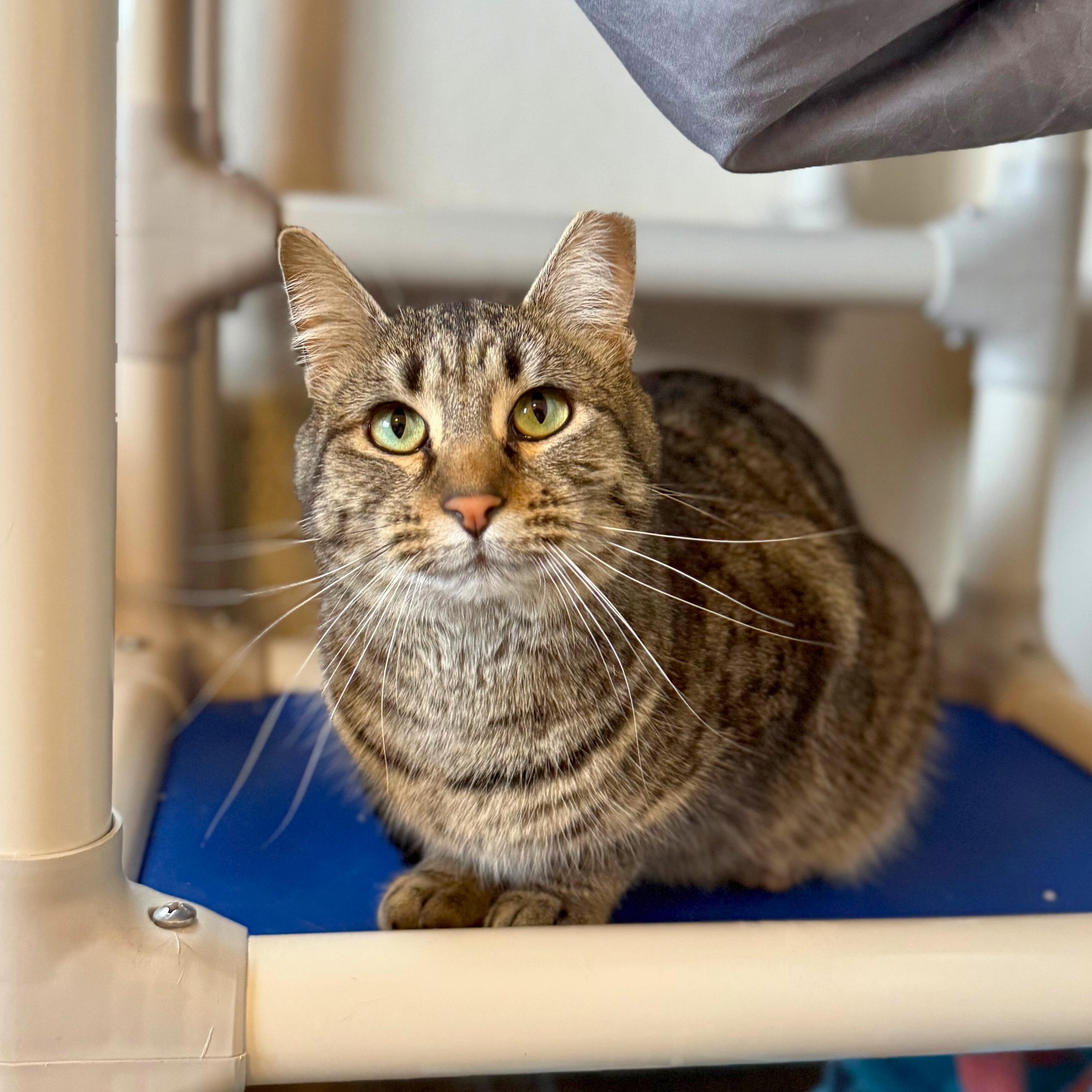 Enlarge Enjay, a Adoptable Domestic Short Hair in Ridgway, CO image 3/5
