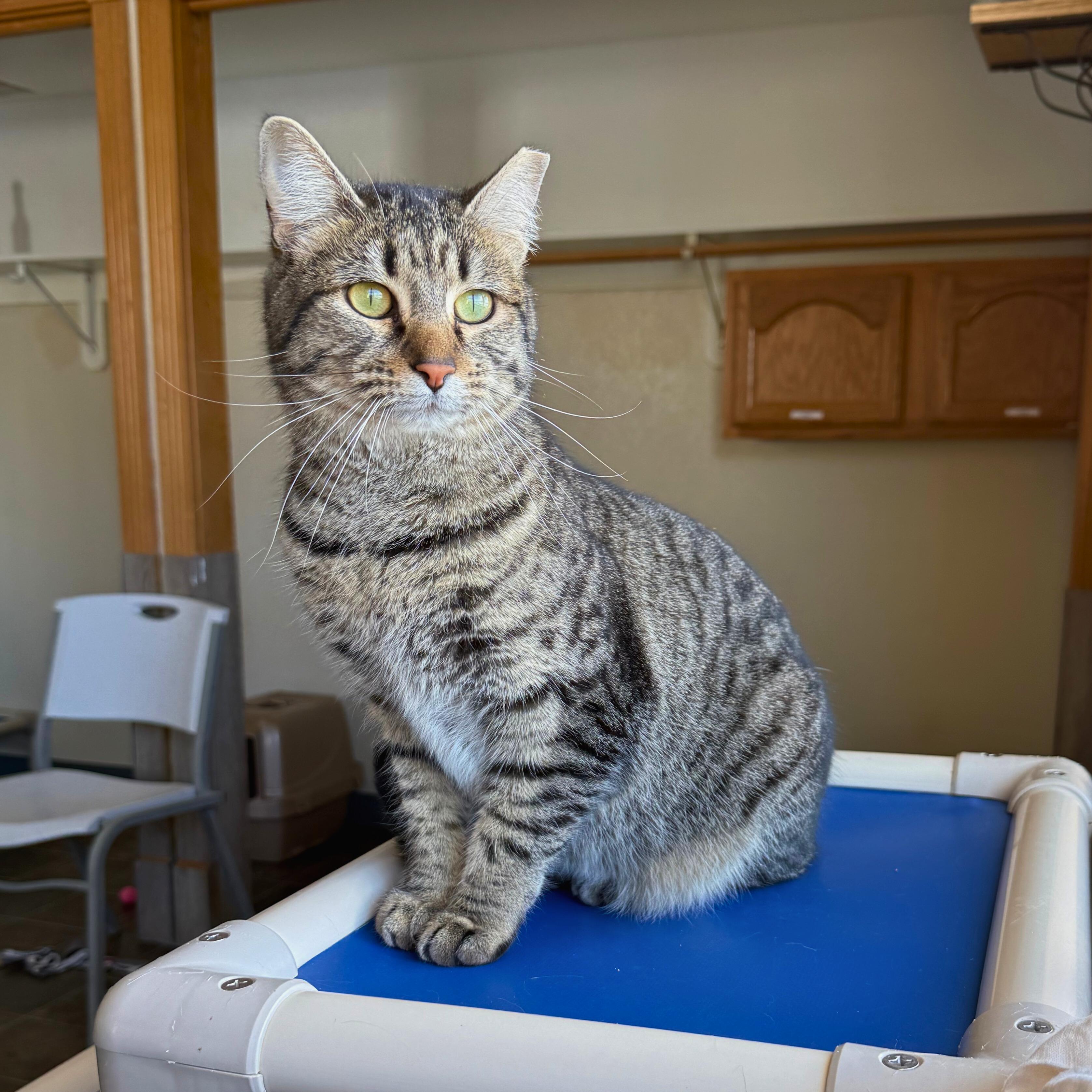 Enlarge Enjay, a Adoptable Domestic Short Hair in Ridgway, CO image 2/5
