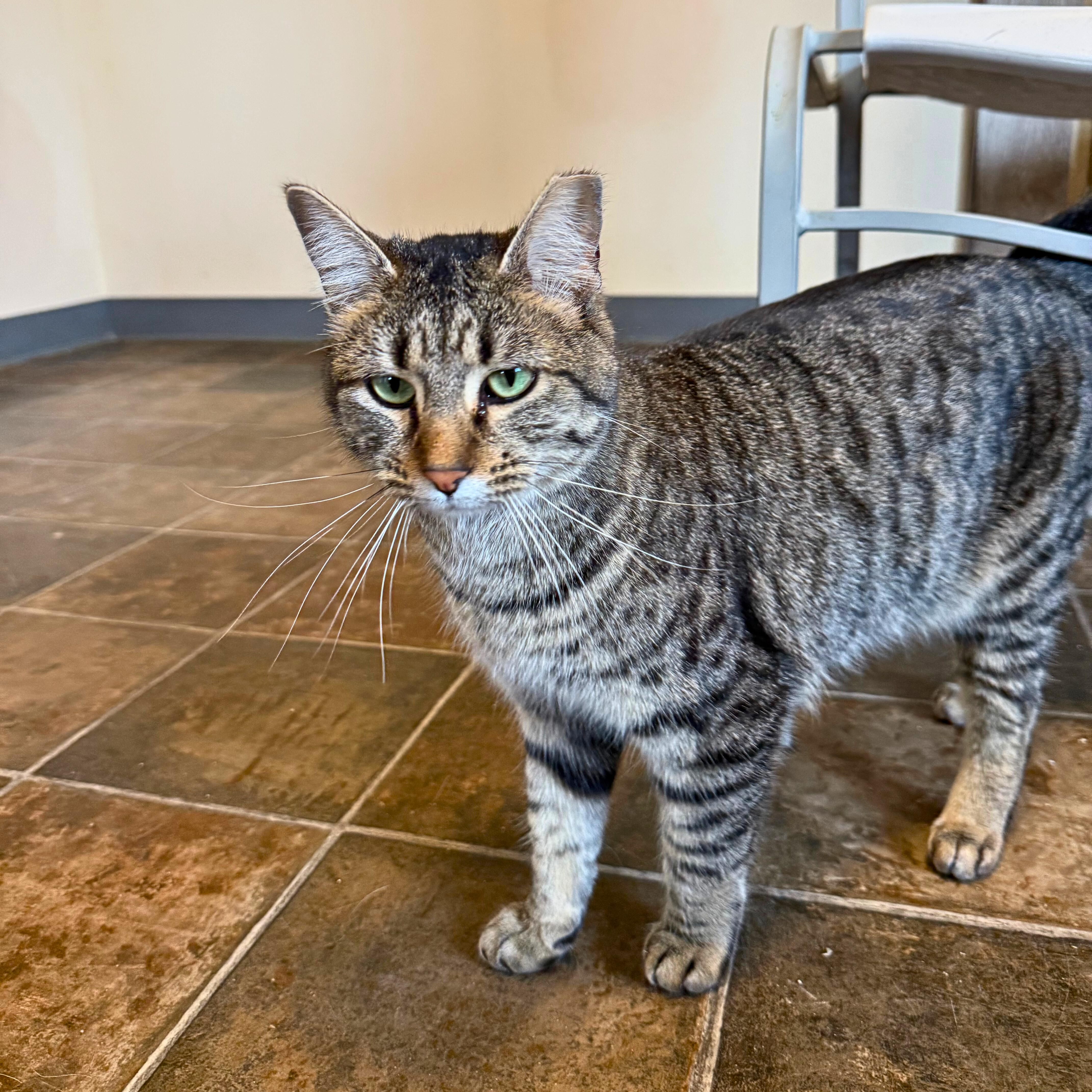 Enlarge Enjay, a Adoptable Domestic Short Hair in Ridgway, CO image 4/5