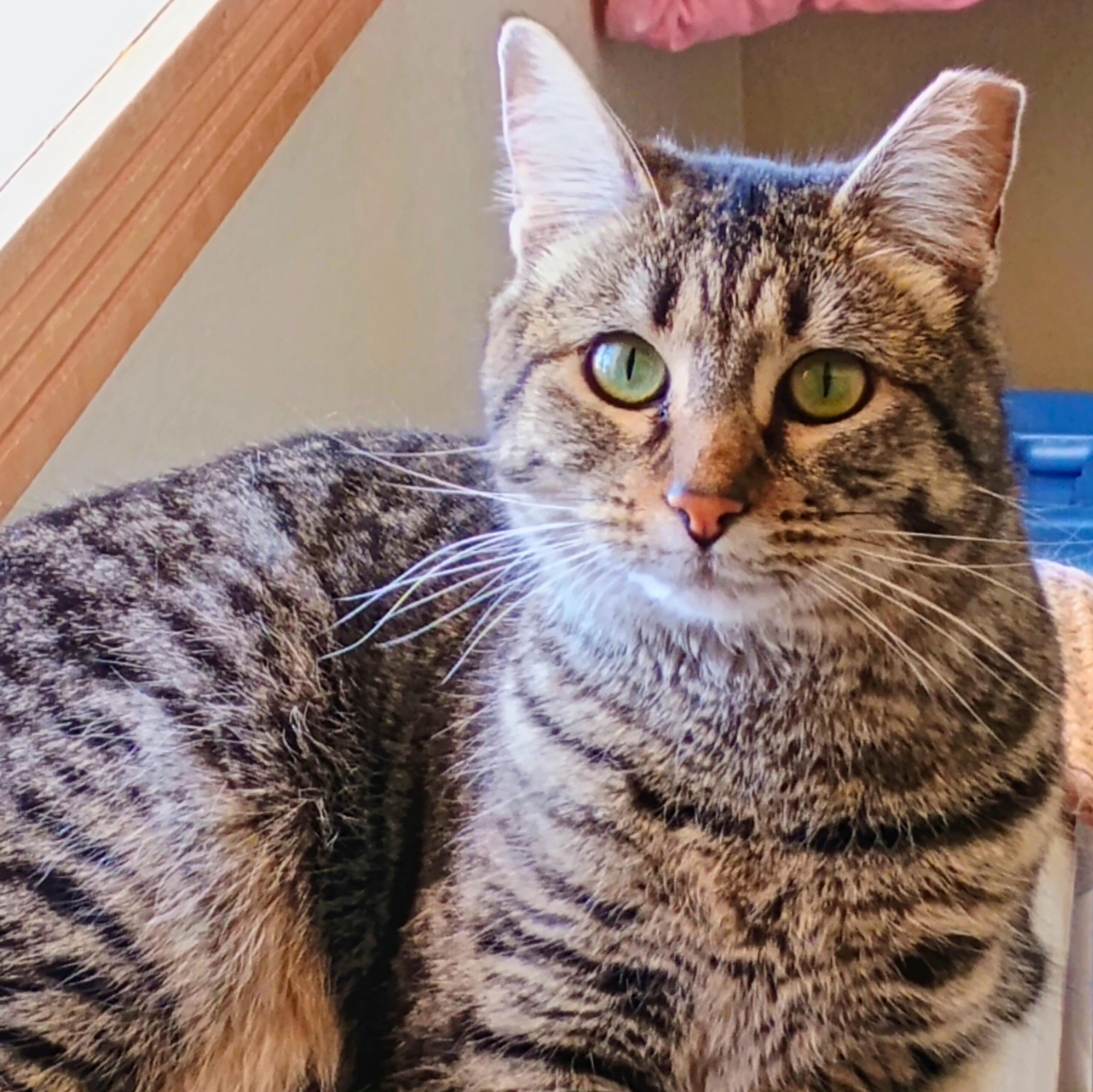 Enlarge Enjay, a Adoptable Domestic Short Hair in Ridgway, CO image 1/5