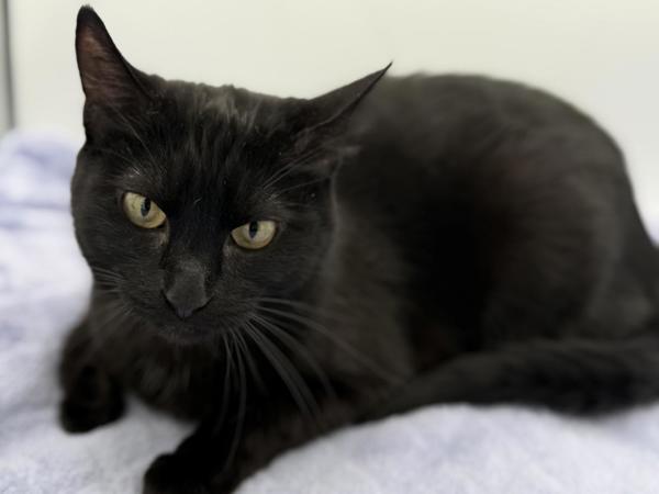 Enlarge Mews, a Adoptable mixed breed in Portland, OR image 1/2