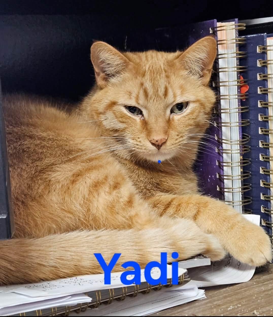 Yadi (CP), ADOPTABLE, Adult Male Tabby.