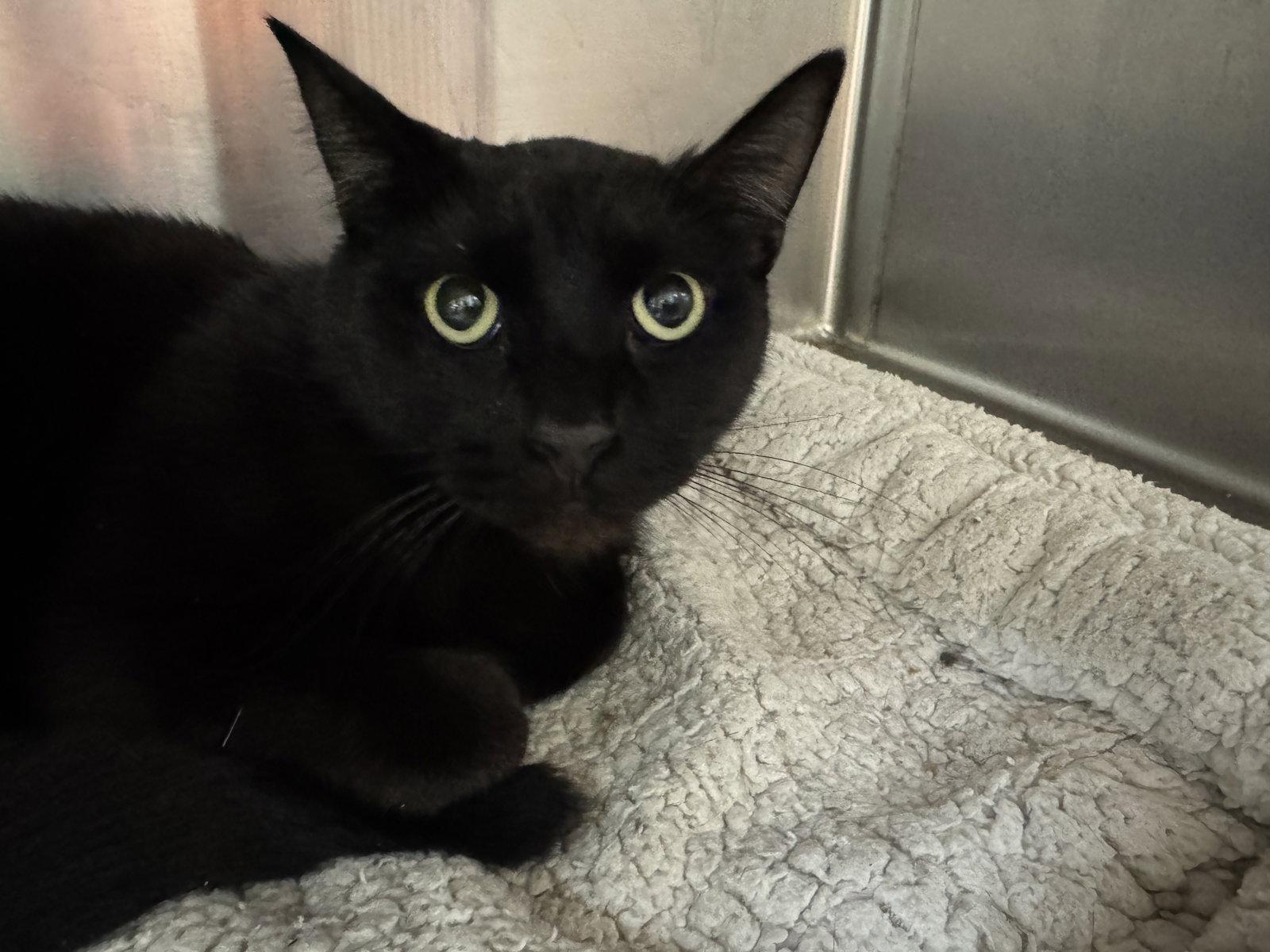 Kevin, Adopted, Adult Male Domestic Short Hair.