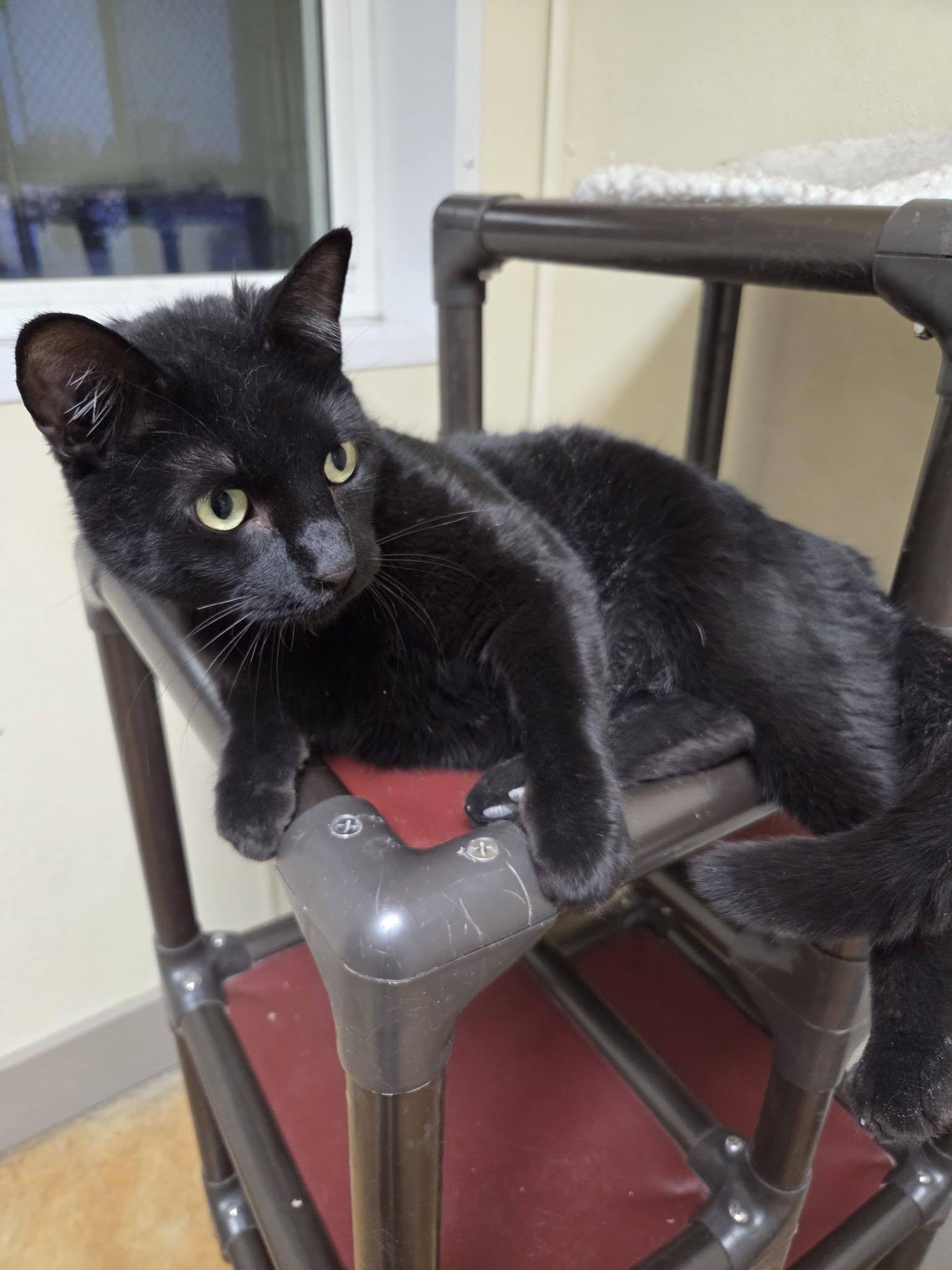 Enlarge Kevin, a Adopted Domestic Short Hair in Austin, MN image 2/3