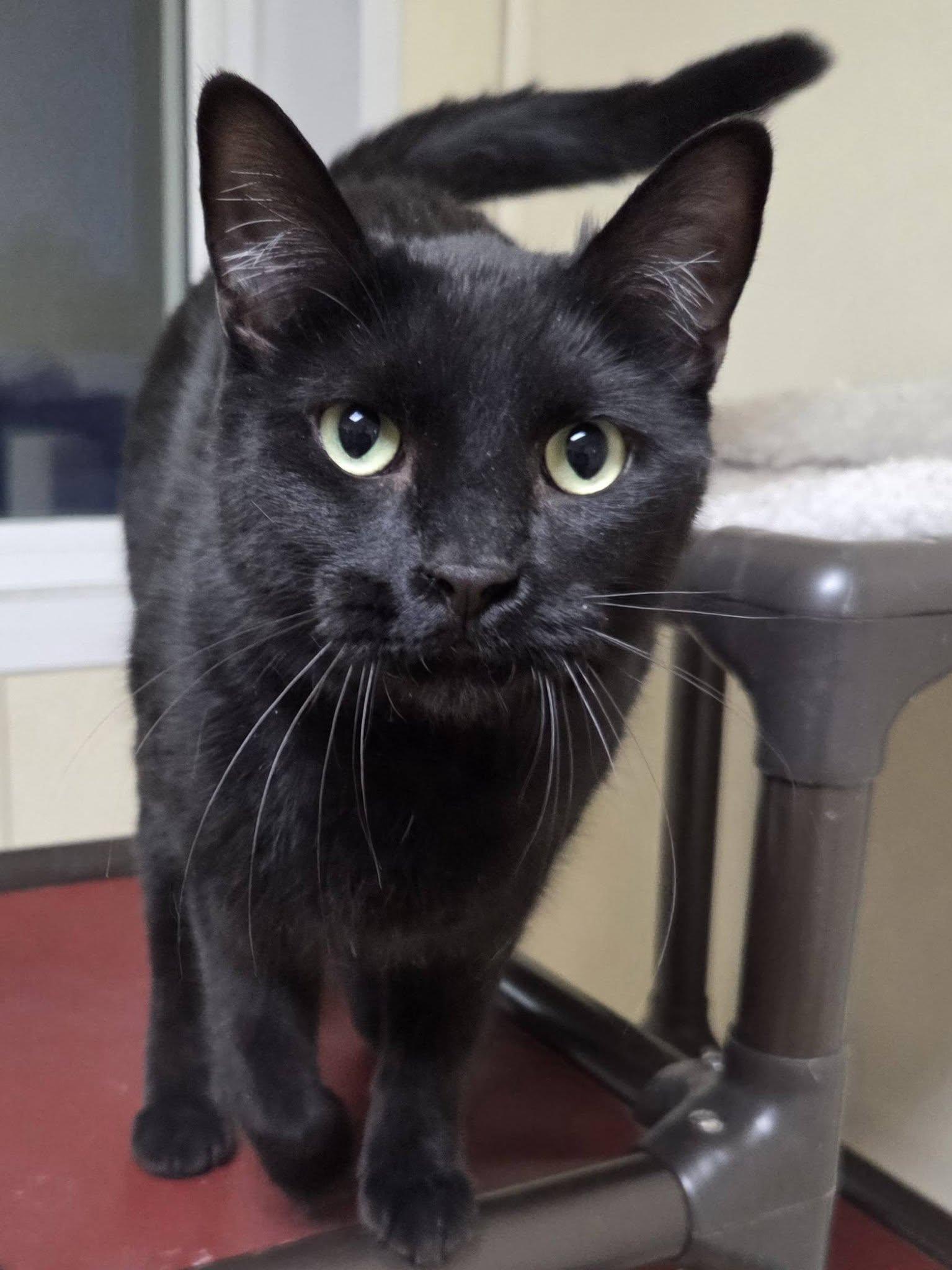 Enlarge Kevin, a Adopted Domestic Short Hair in Austin, MN image 3/3