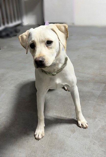 **LILLY**, a Adoptable mixed breed in North Prairie, WI image 3/3