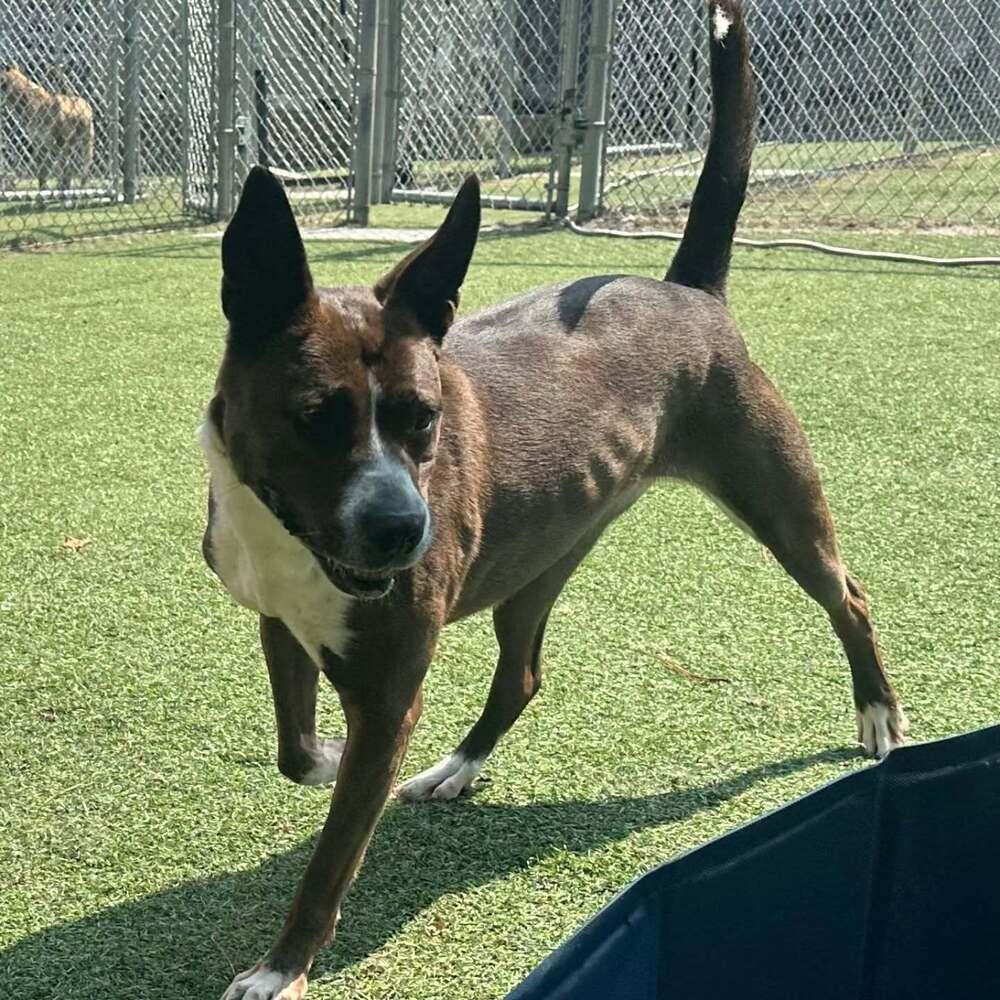 Selena, Adoptable, Adult Female Boxer.