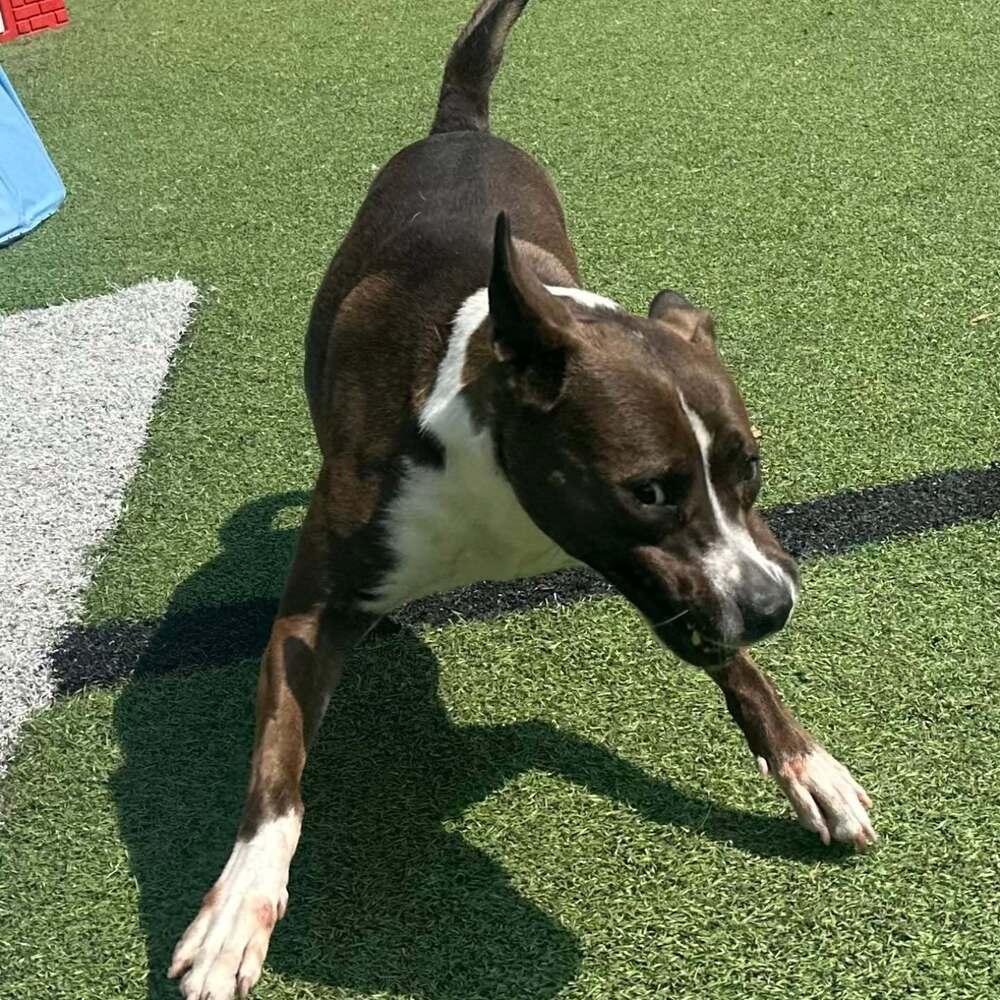 Enlarge Selena, a Adoptable mixed breed in Raleigh, NC image 3/3