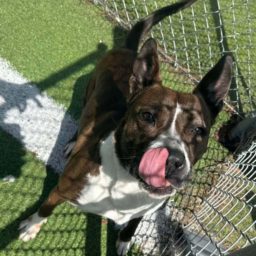 Enlarge Selena, a Adoptable mixed breed in Raleigh, NC image 5/5