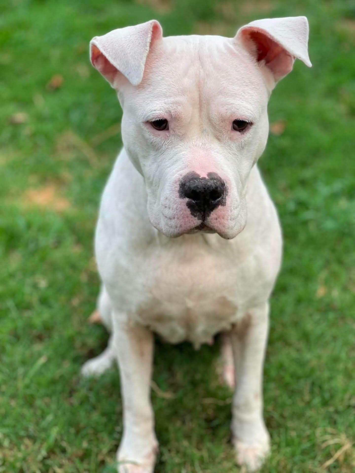 Enlarge Apricot, a Adopted mixed breed in Salem, NH image 5/5