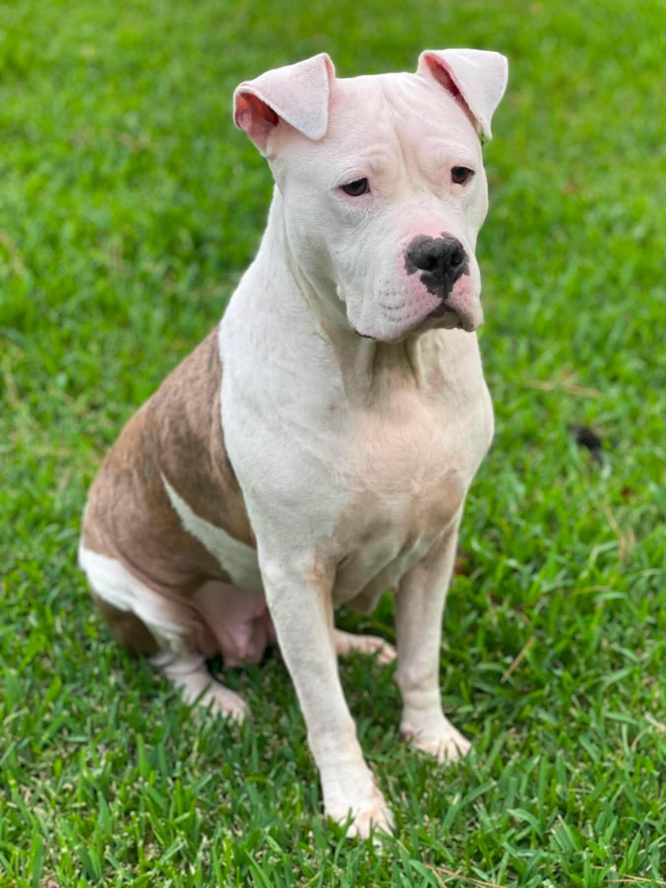 Apricot, Adopted, Adult Female American Bulldog.