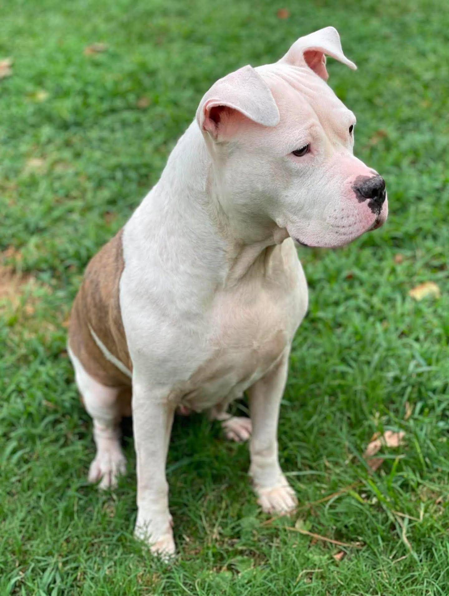 Enlarge Apricot, a Adopted mixed breed in Salem, NH image 4/5