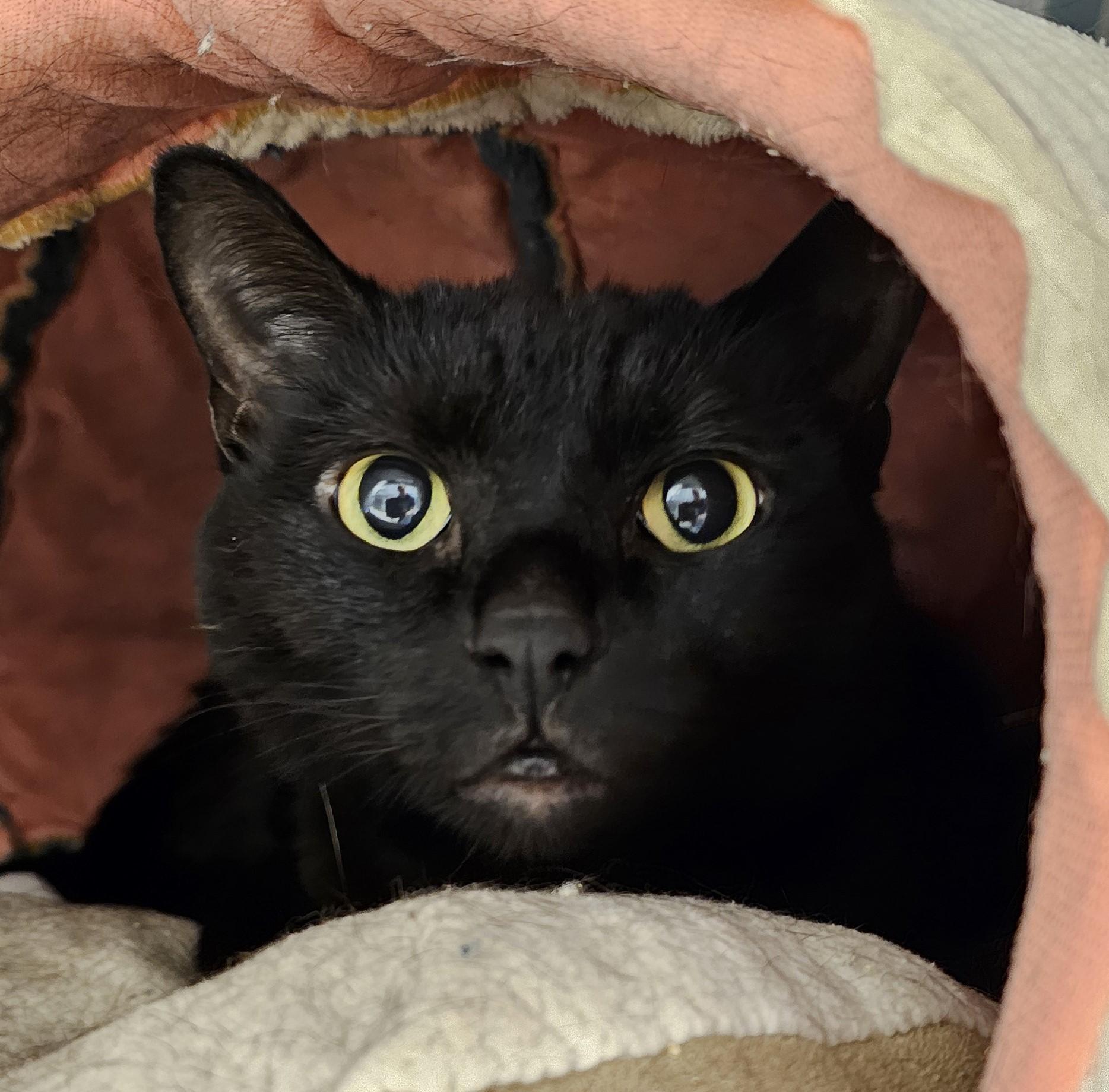 Enlarge Toothless, a ADOPTABLE Domestic Short Hair in Cedar Rapids, IA image 1/4