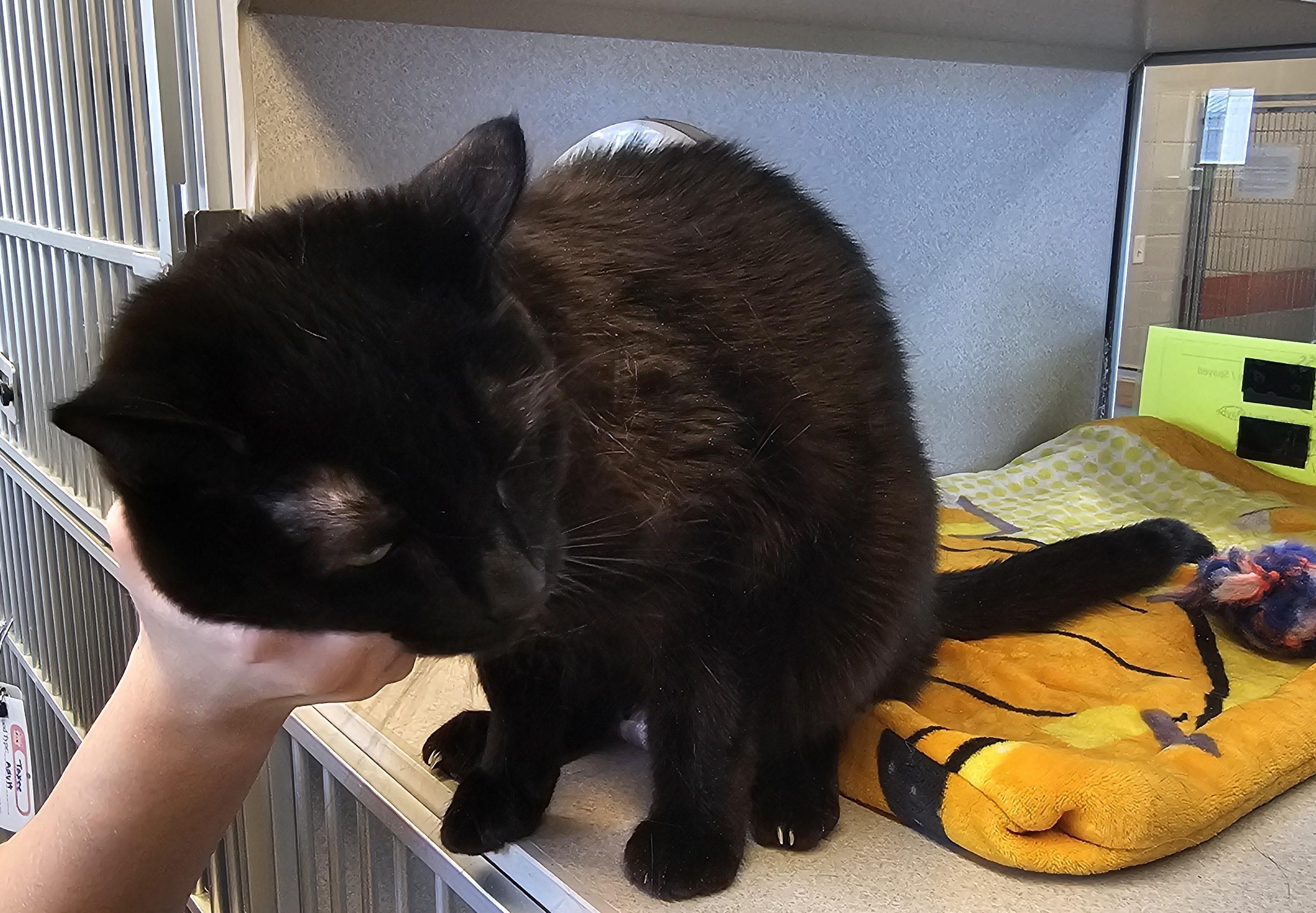 Enlarge Toothless, a ADOPTABLE Domestic Short Hair in Cedar Rapids, IA image 4/4