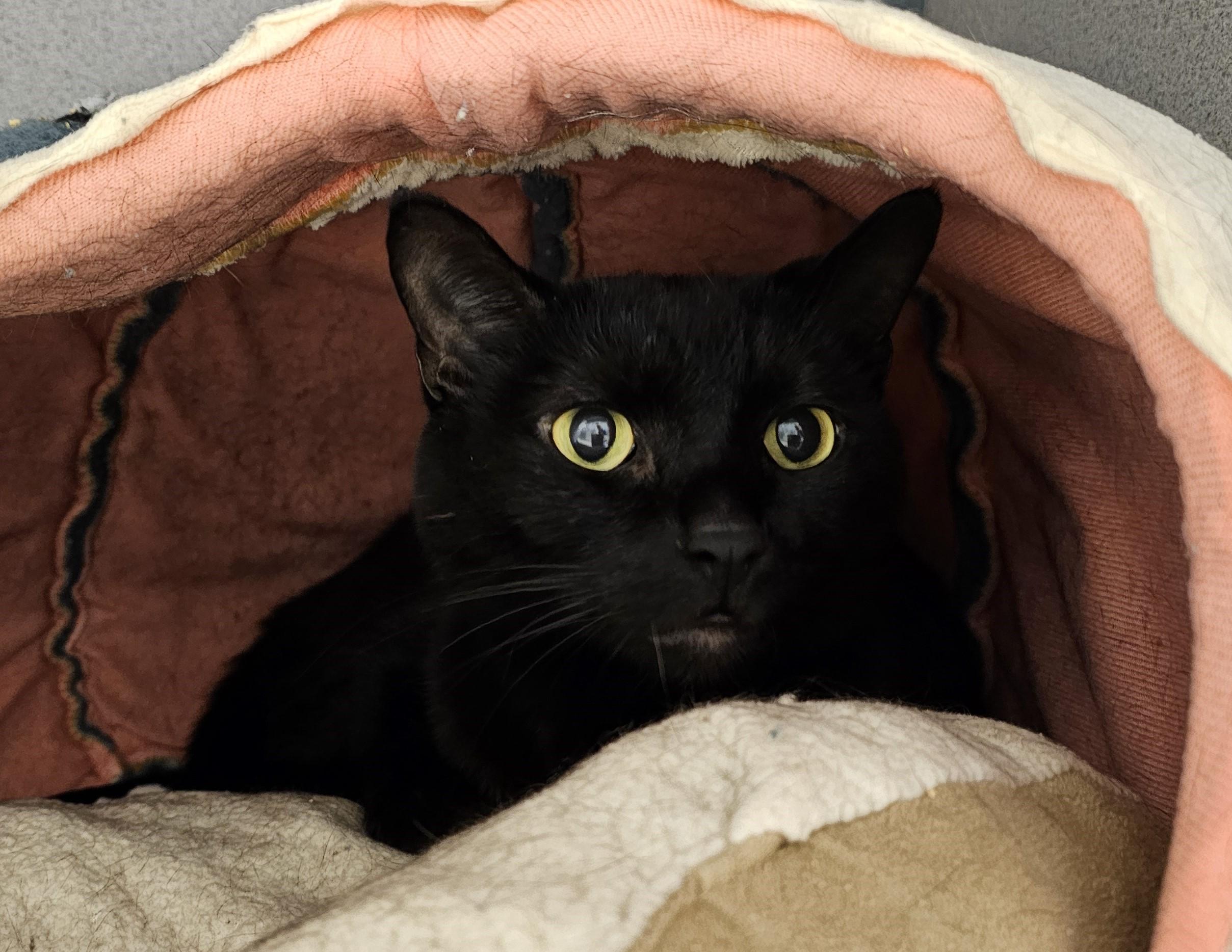 Enlarge Toothless, a ADOPTABLE Domestic Short Hair in Cedar Rapids, IA image 3/4