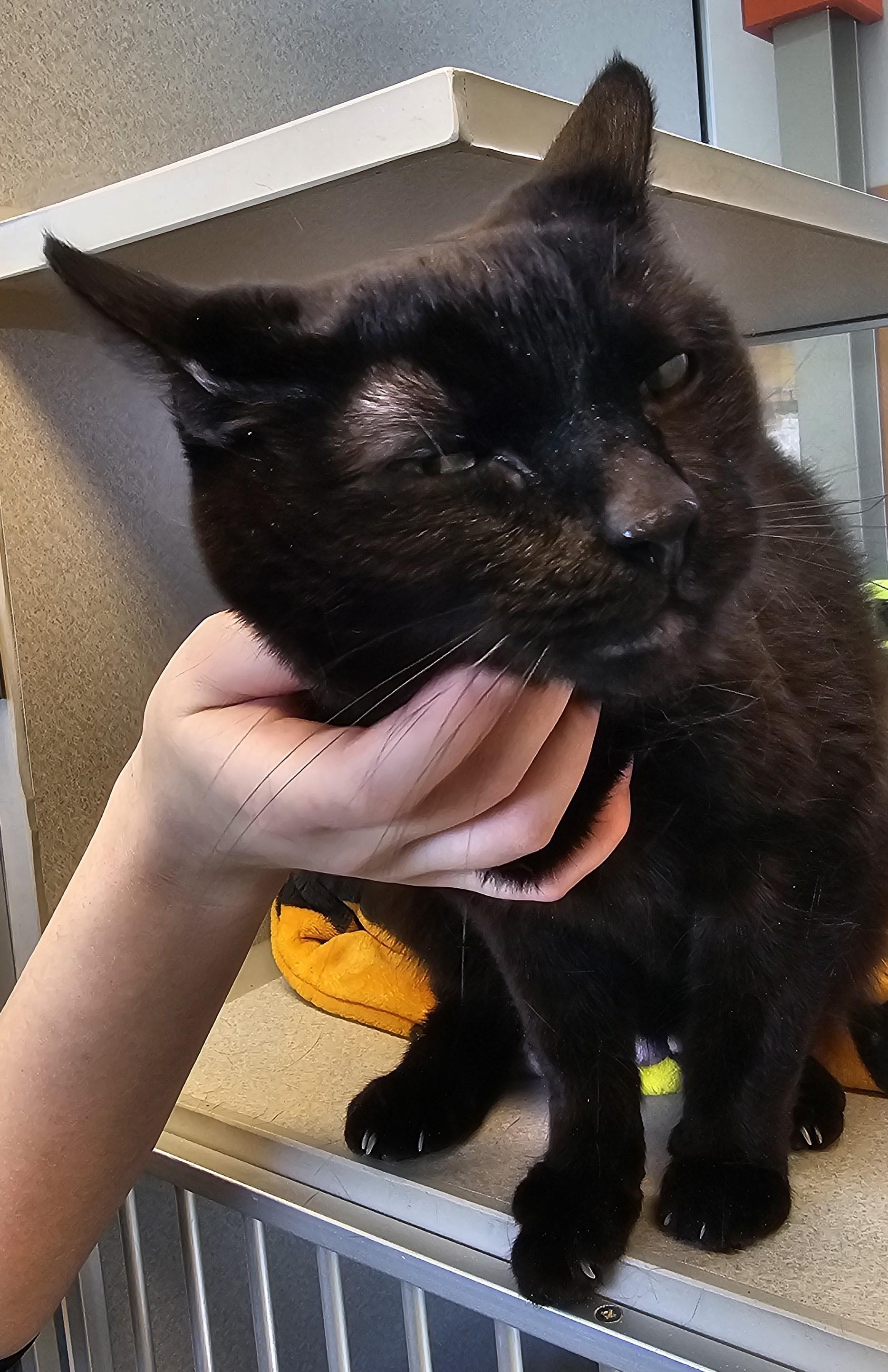 Enlarge Toothless, a ADOPTABLE Domestic Short Hair in Cedar Rapids, IA image 2/4