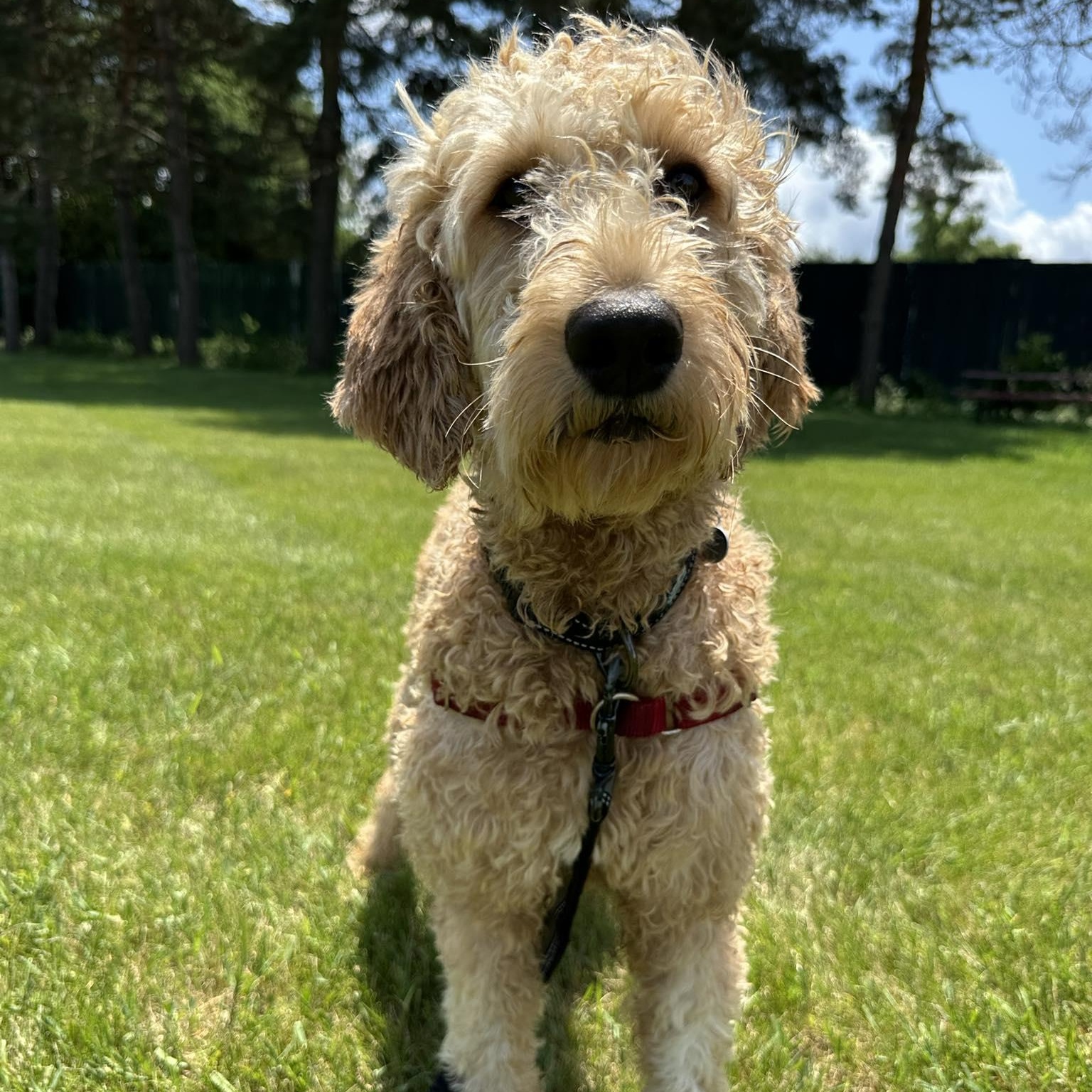RaShae - Foster Home Needed, Young Female Poodle