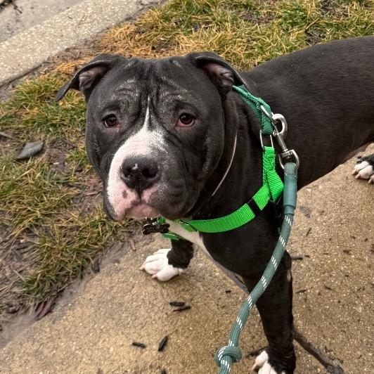 Beefcake No. 2, Adoptable, Adult Male American Staffordshire Terrier.