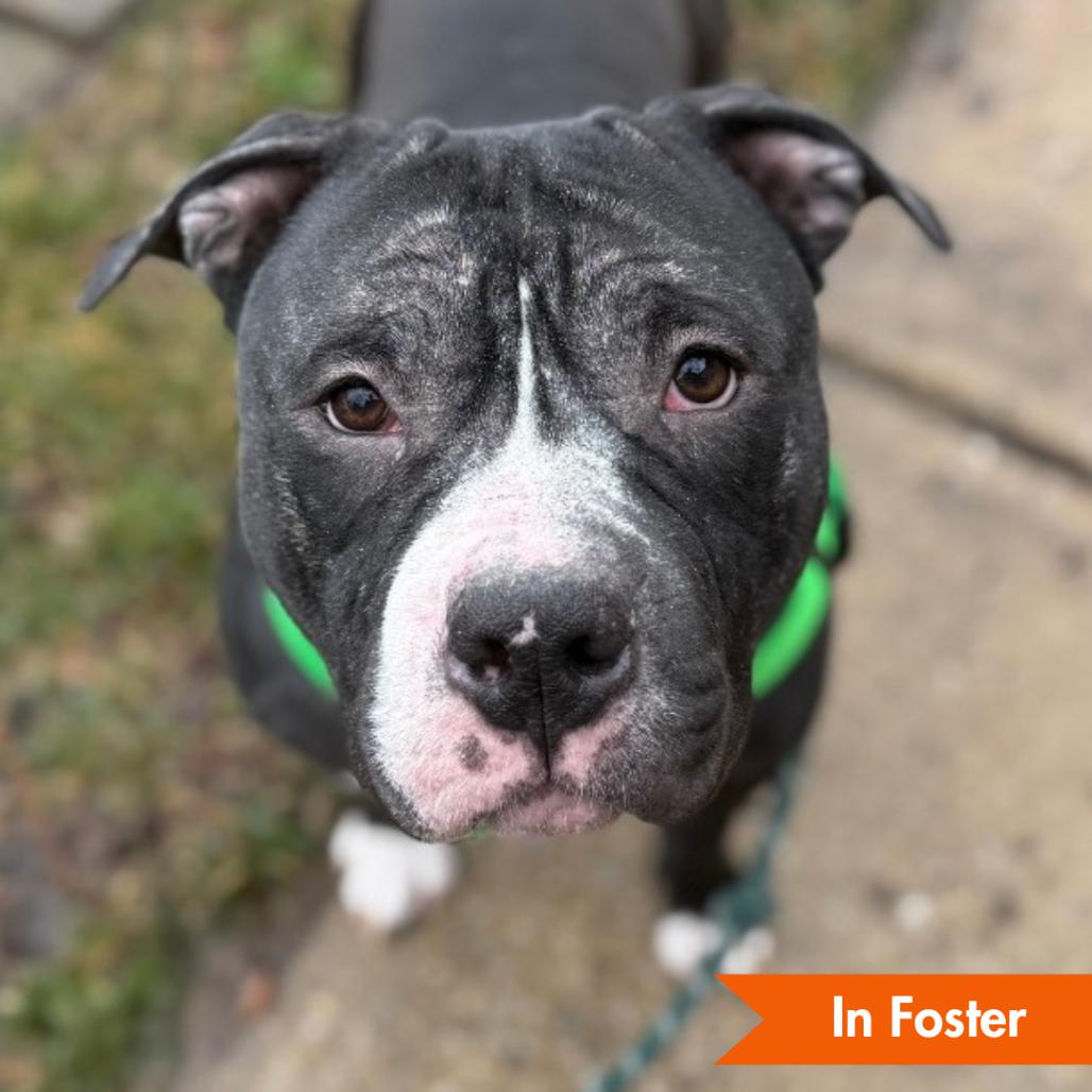 Enlarge Beefcake No. 2, a Adoptable American Staffordshire Terrier in Baltimore, MD image 2/4