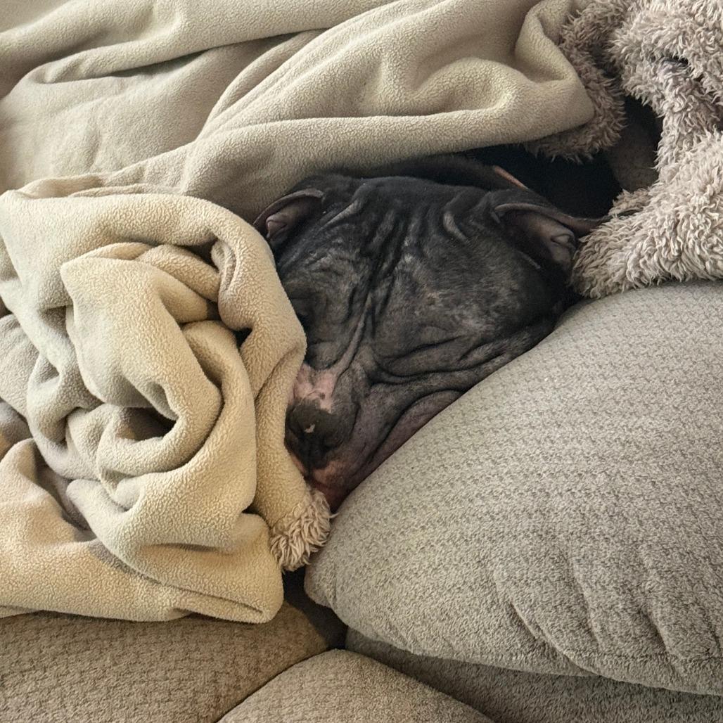 Enlarge Beefcake No. 2, a Adoptable American Staffordshire Terrier in Baltimore, MD image 3/4