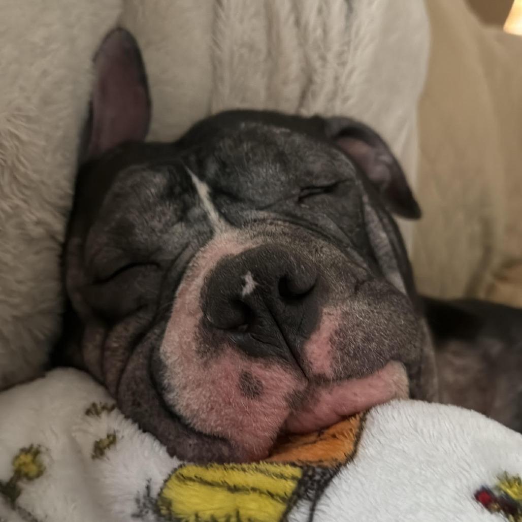 Enlarge Beefcake No. 2, a Adoptable American Staffordshire Terrier in Baltimore, MD image 4/4