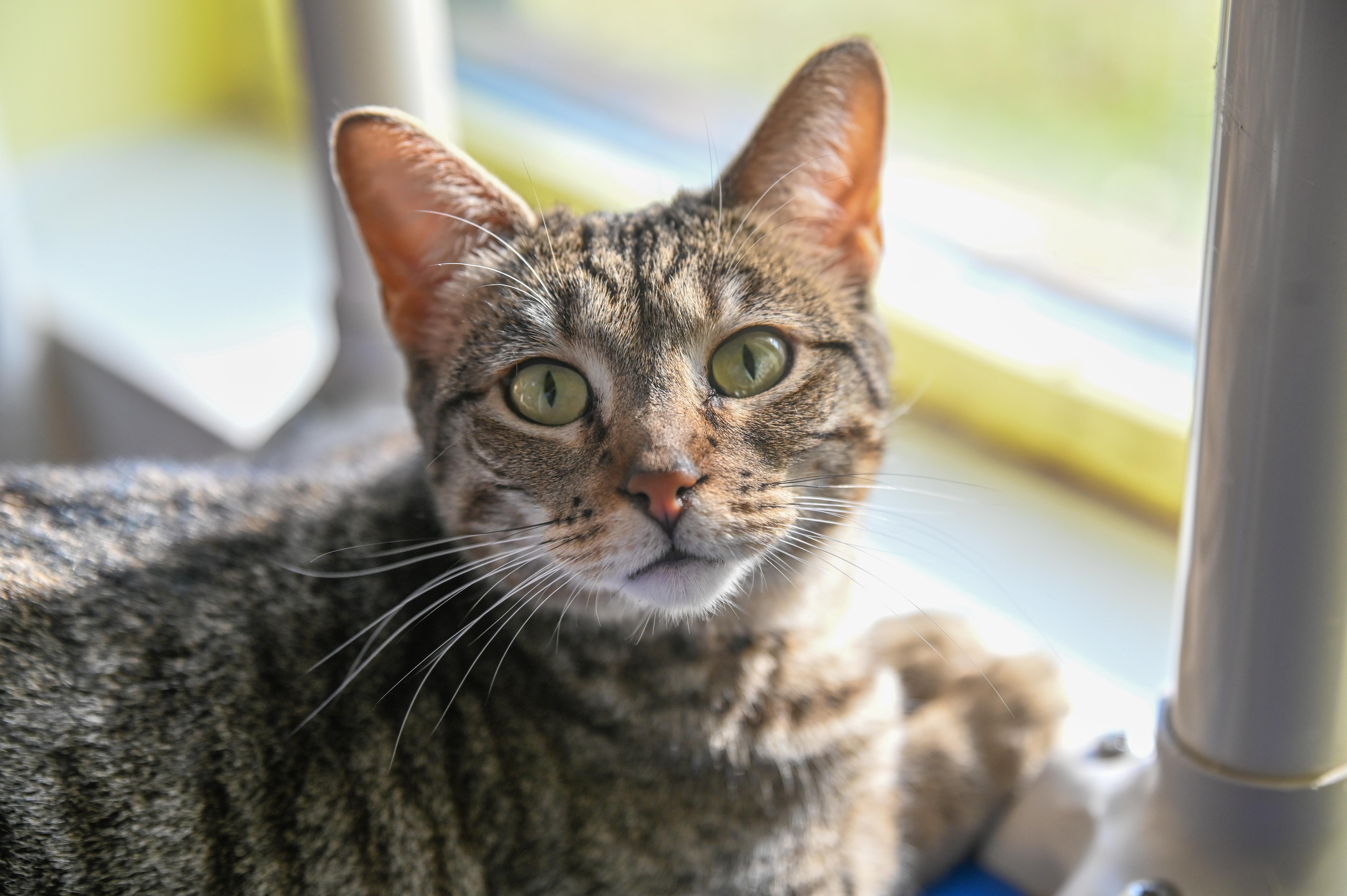 Enlarge Vanna, a Adoptable Domestic Short Hair in Decatur, IL image 1/2