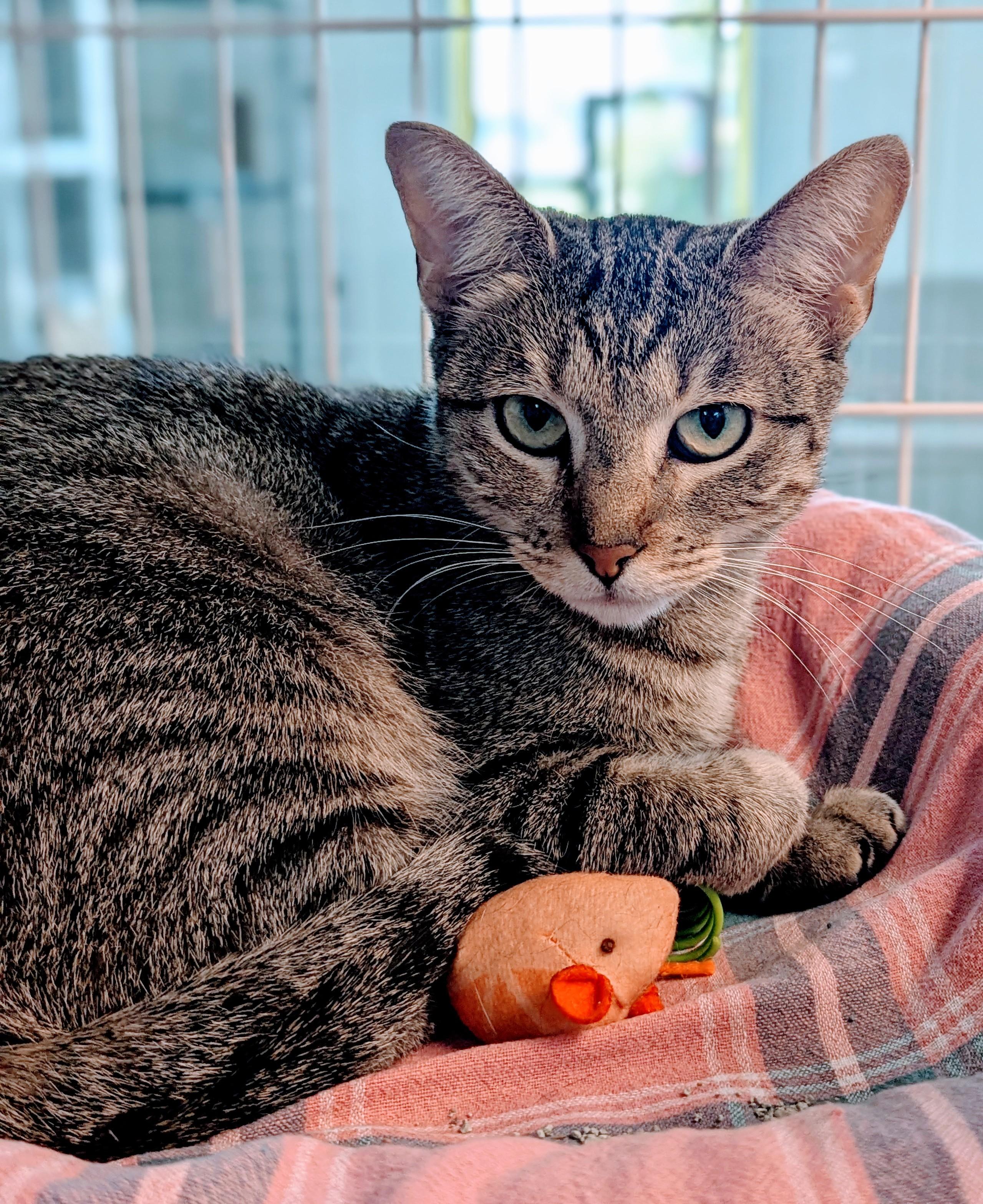 Enlarge Vanna, a Adoptable Domestic Short Hair in Decatur, IL image 1/1