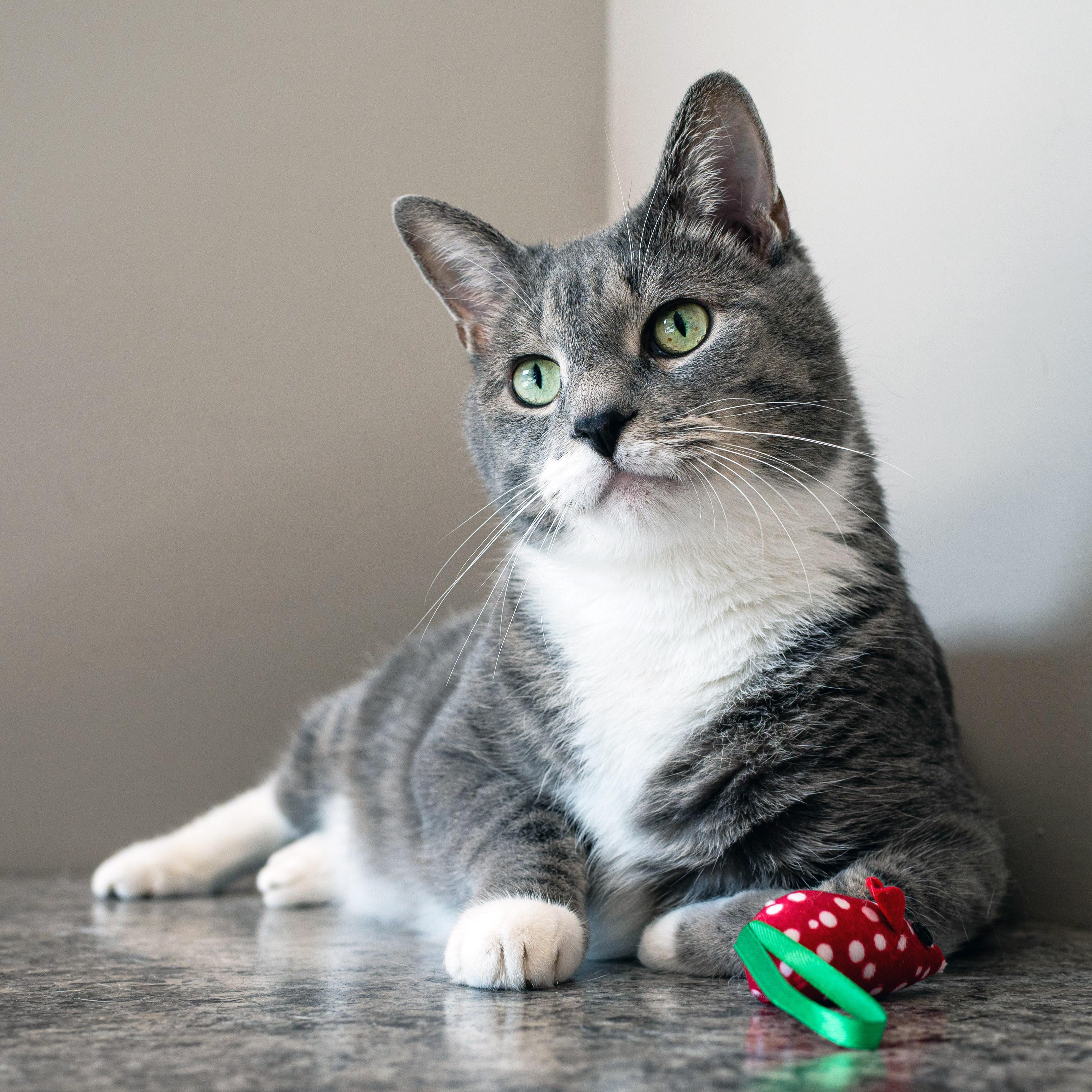 Enlarge Mr Cat, a Adopted Domestic Short Hair in Chicago, IL image 1/6