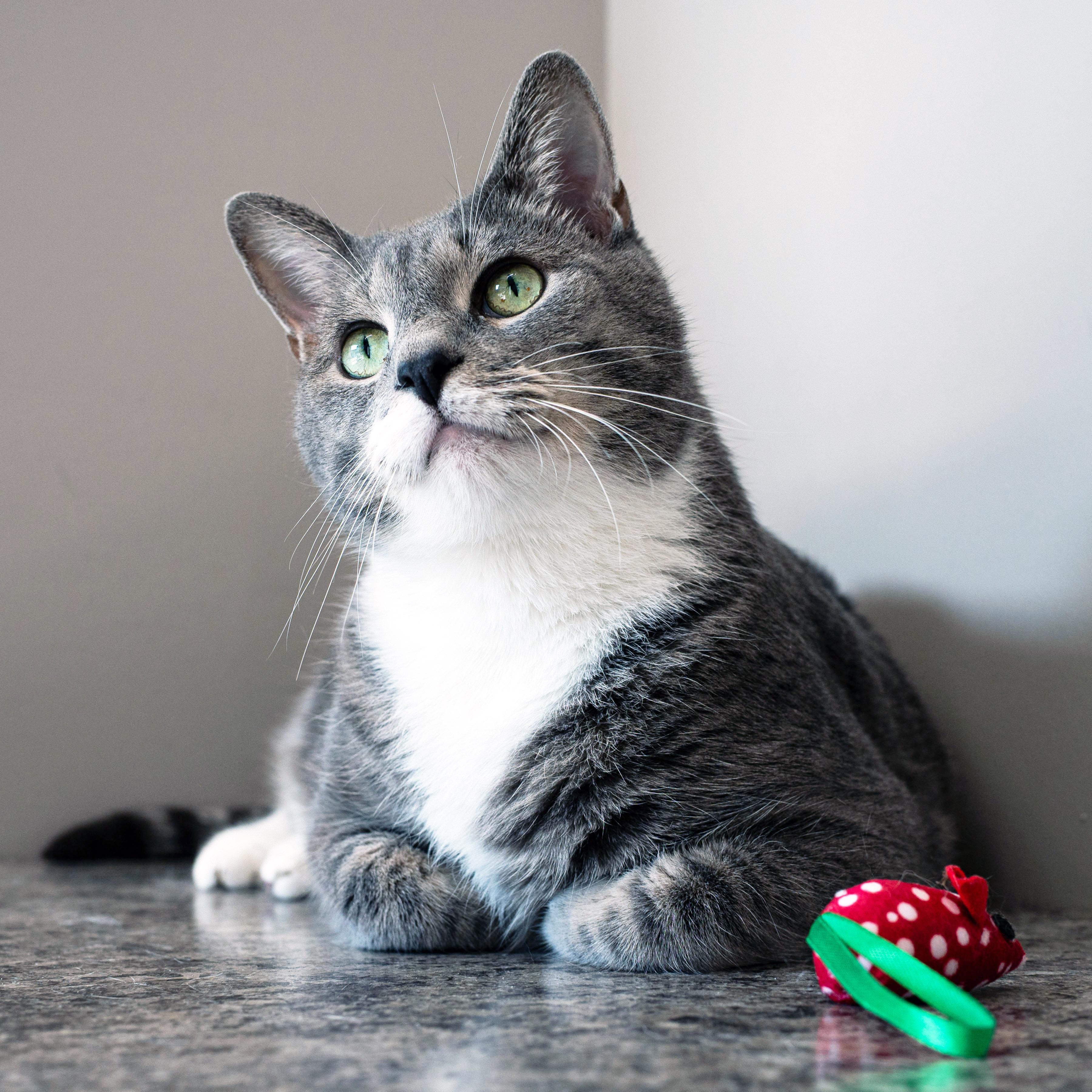 Enlarge Mr Cat, a Adopted Domestic Short Hair in Chicago, IL image 6/6