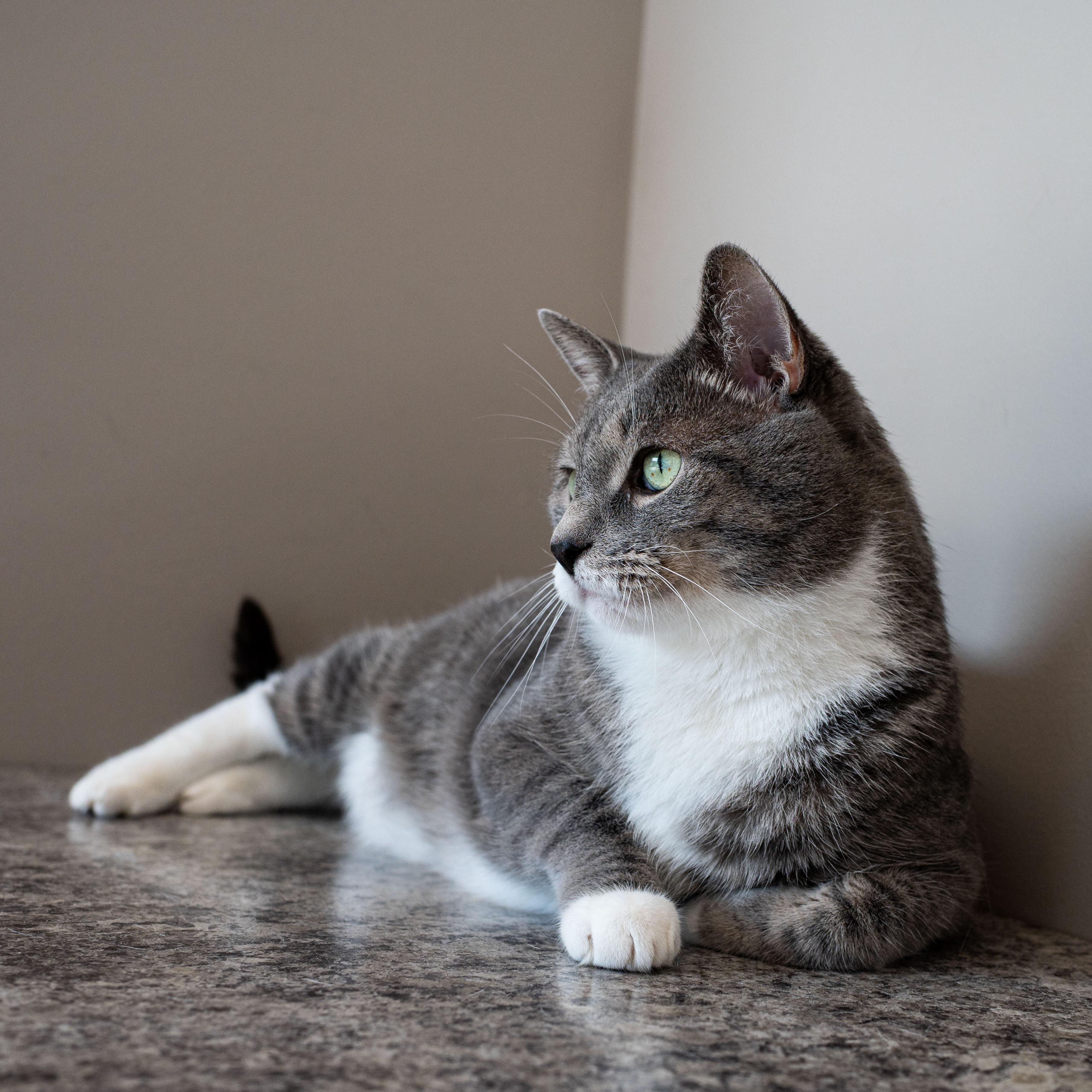 Enlarge Mr Cat, a Adopted Domestic Short Hair in Chicago, IL image 3/6
