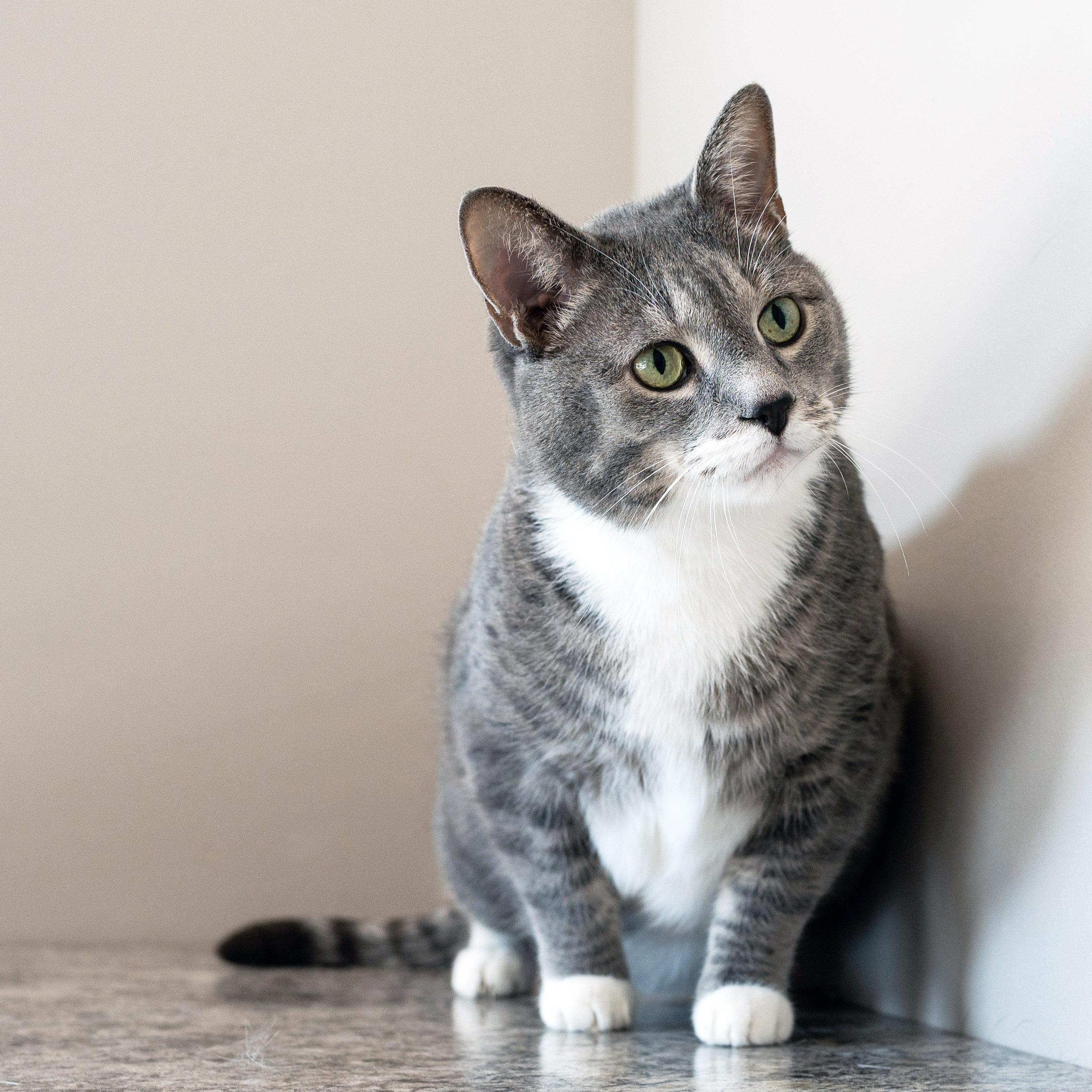 Enlarge Mr Cat, a Adopted Domestic Short Hair in Chicago, IL image 2/6