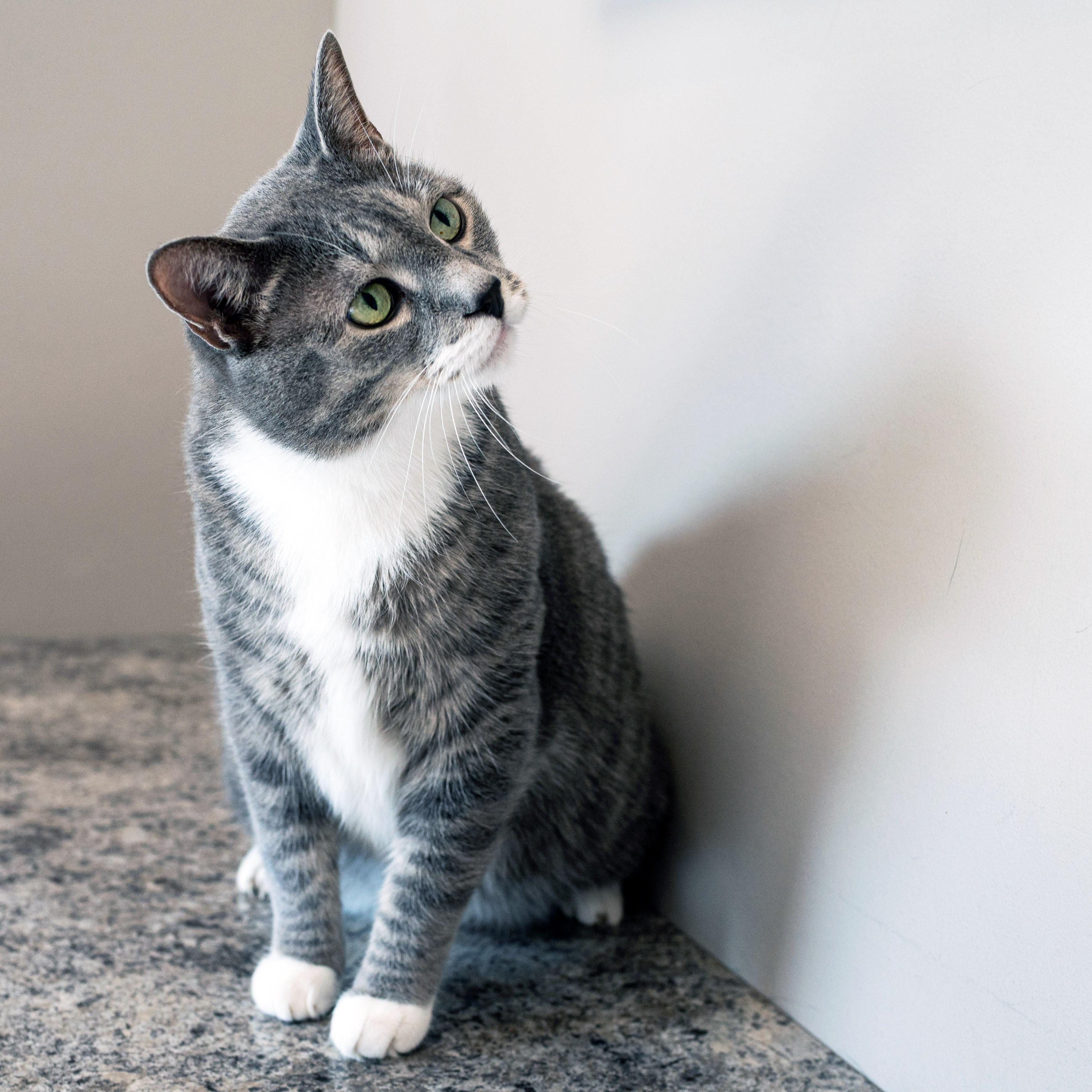 Enlarge Mr Cat, a Adopted Domestic Short Hair in Chicago, IL image 4/6