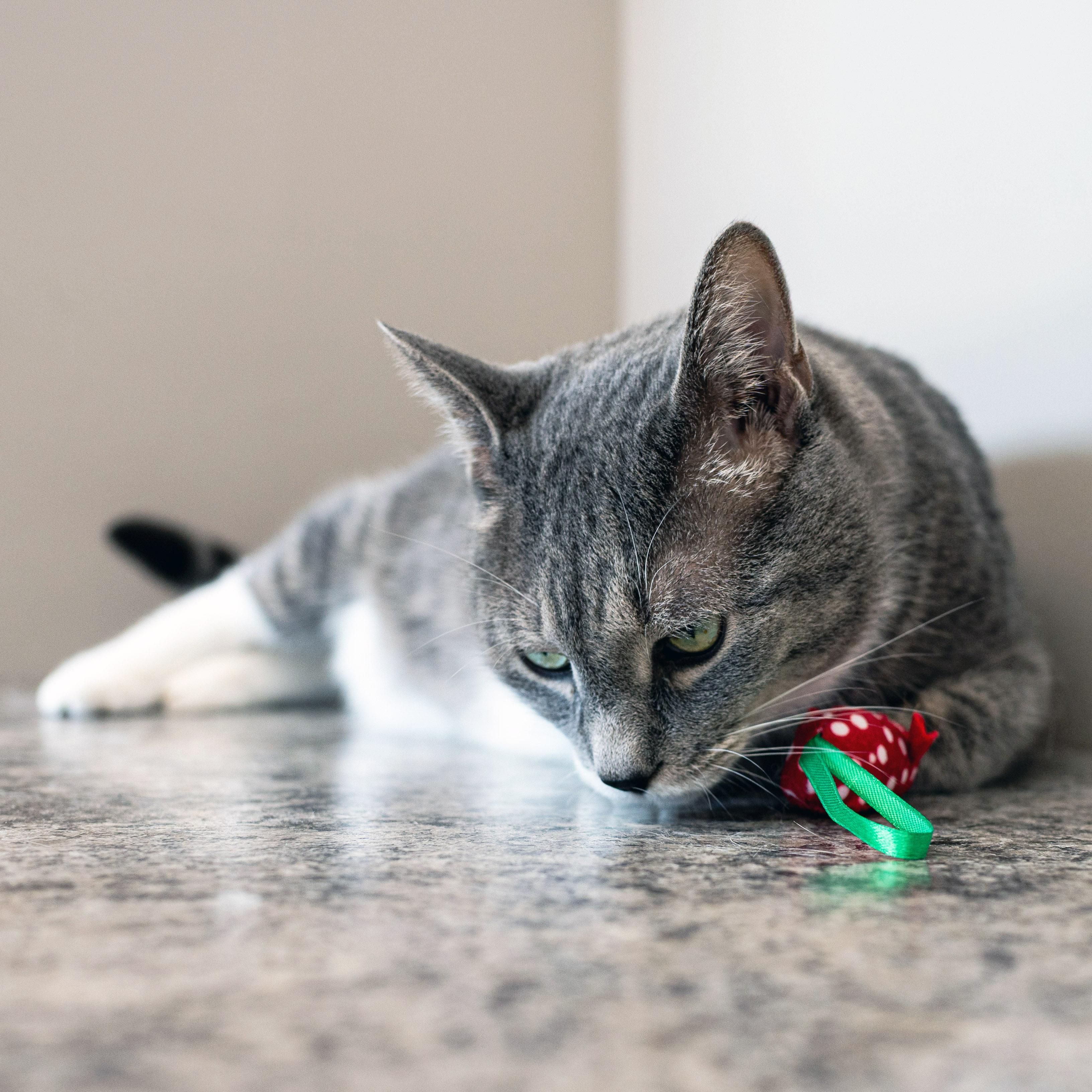 Enlarge Mr Cat, a Adopted Domestic Short Hair in Chicago, IL image 5/6