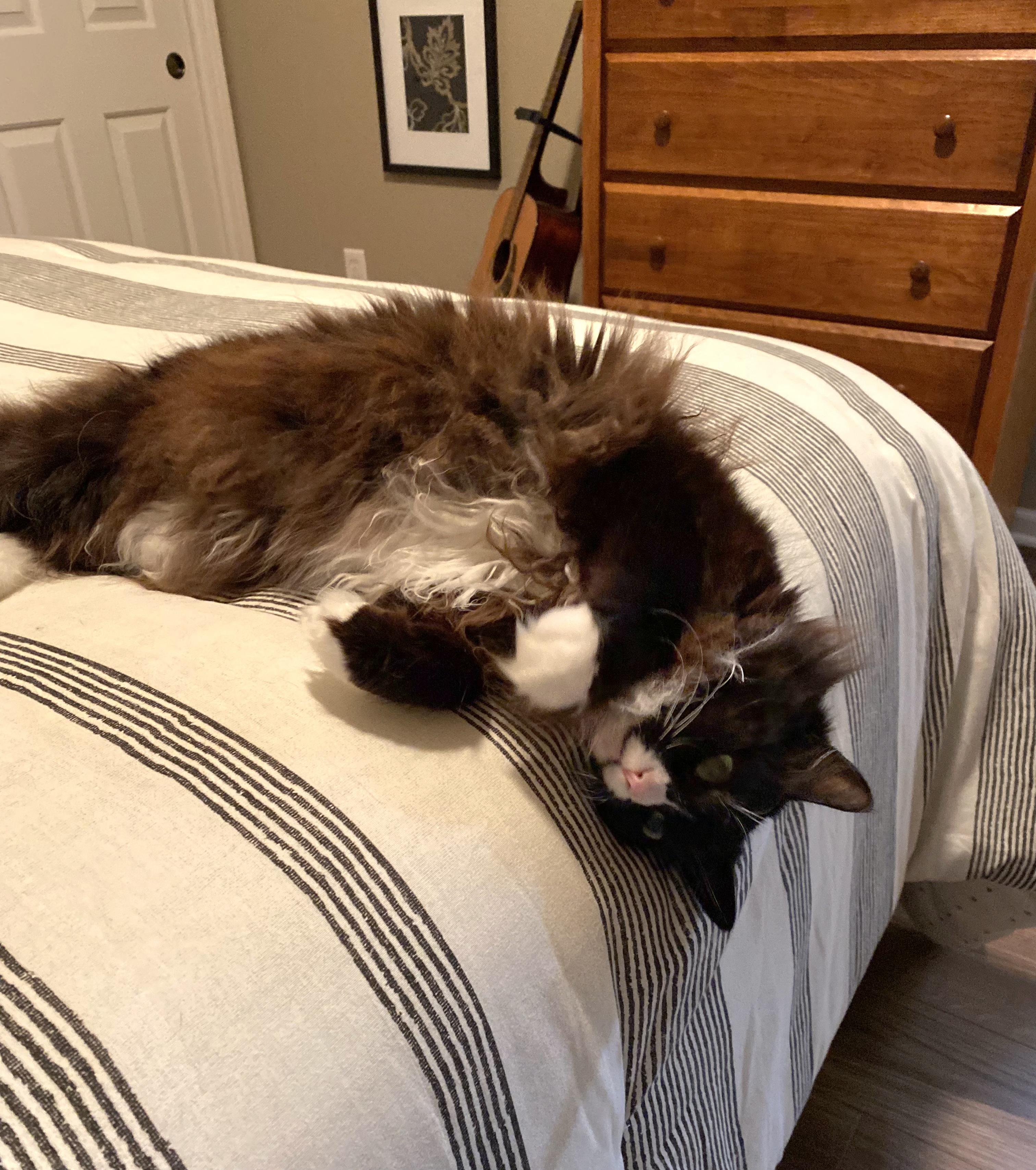 Enlarge  Princess - Gorgeous long hair tuxedo/calico, a Adoptable Domestic Long Hair in Franklin, WI image 4/5