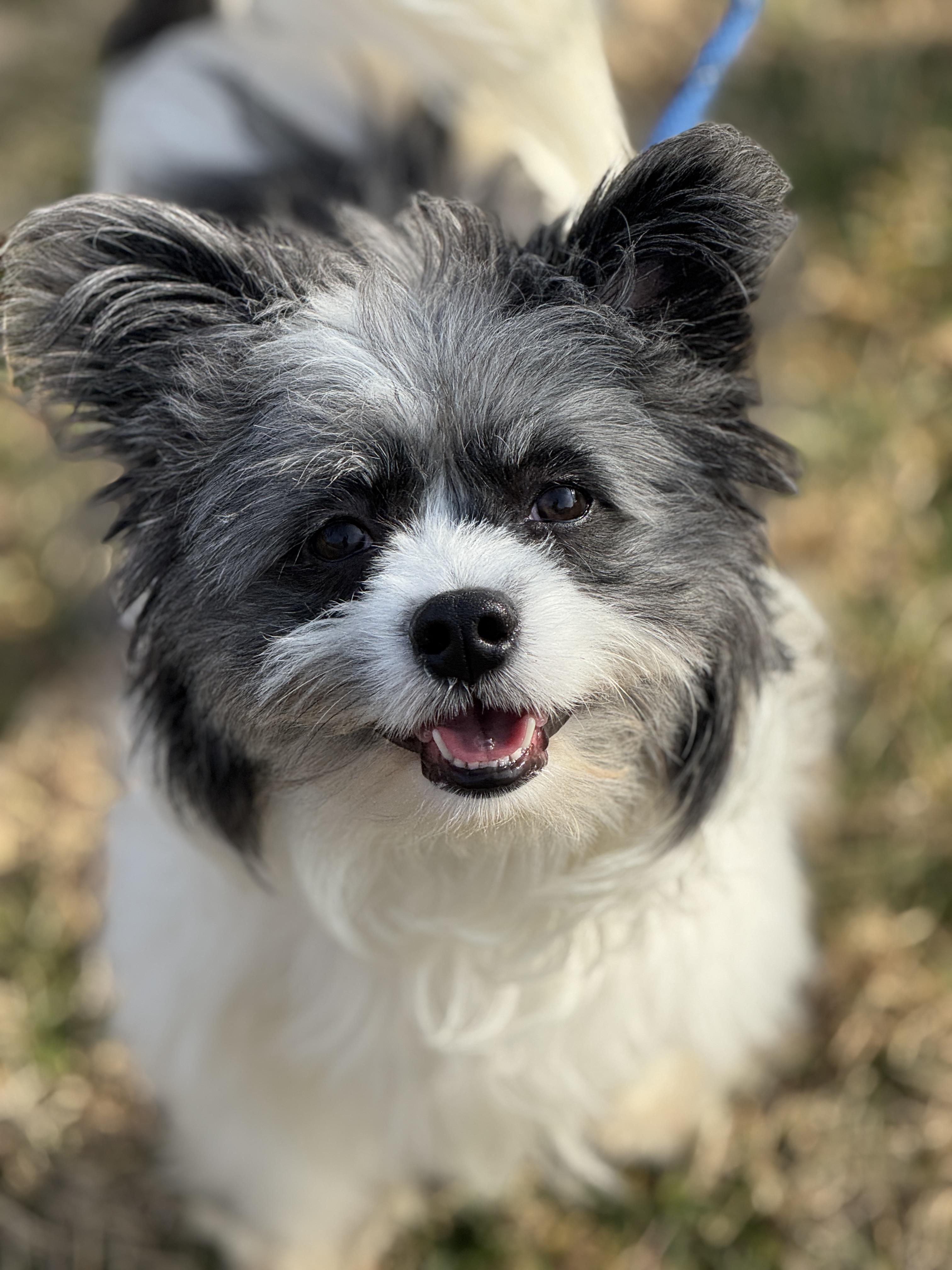Charlie, ADOPTABLE, Young Male Pomapoo.