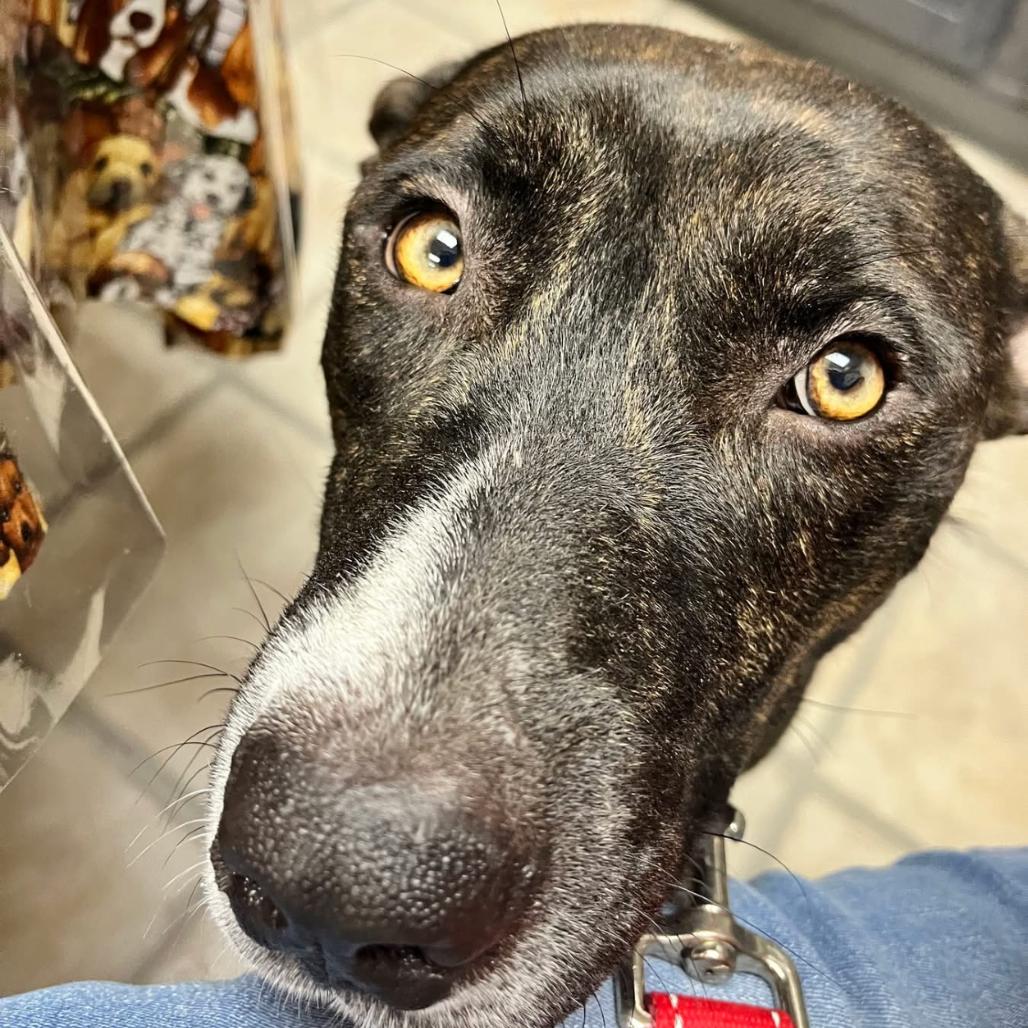 Mollie, Adoptable, Adult Female Hound & Mixed Breed.