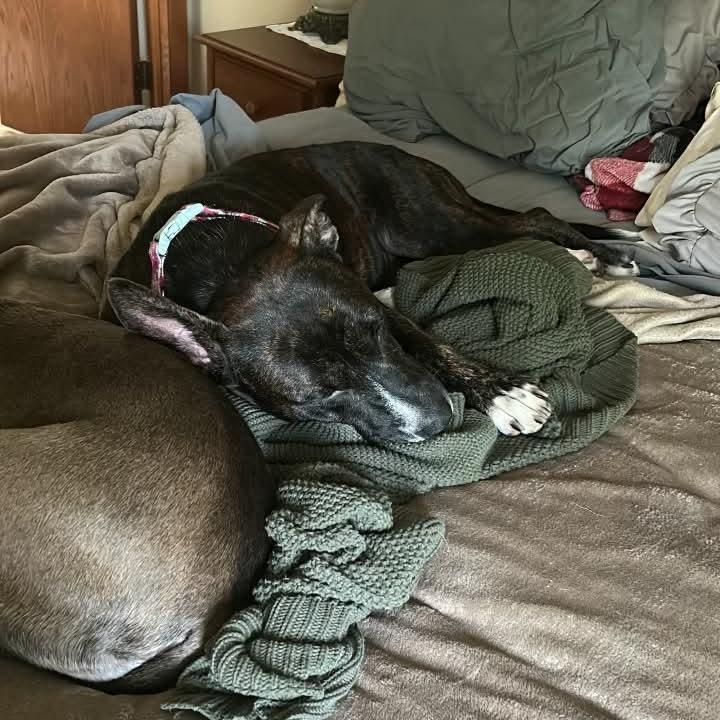 Enlarge Mollie, a Adoptable mixed breed in Joliet, IL image 2/4