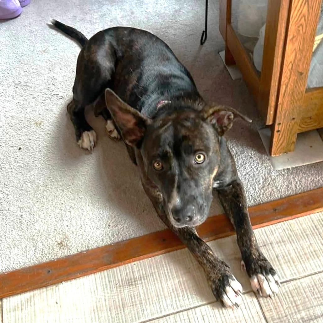 Enlarge Mollie, a Adoptable mixed breed in Joliet, IL image 3/4