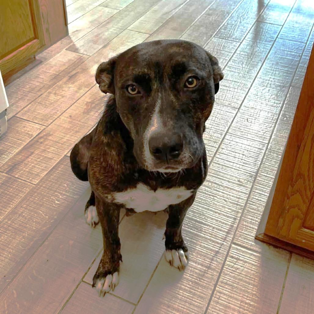 Enlarge Mollie, a Adoptable mixed breed in Joliet, IL image 4/4