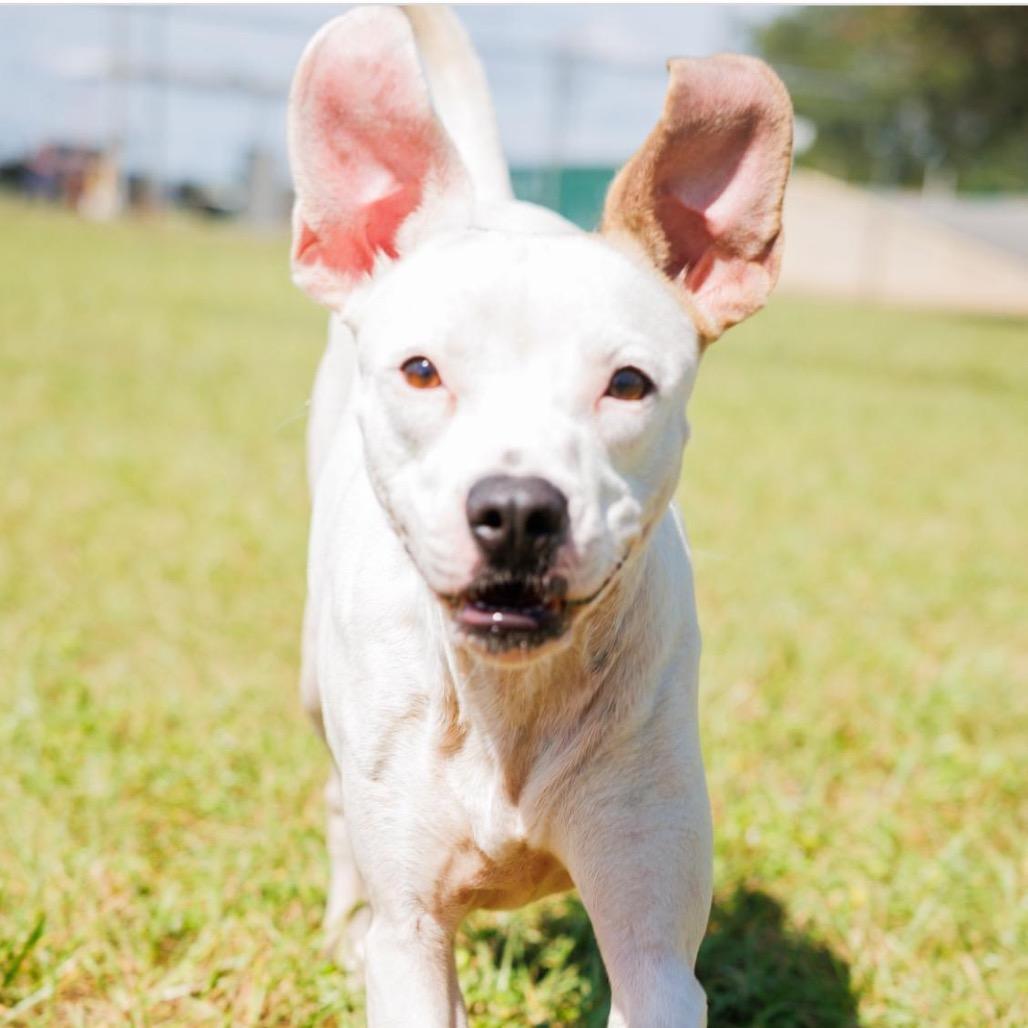 Enlarge Peppa Pig, a Adoptable mixed breed in Valdosta , GA image 2/6