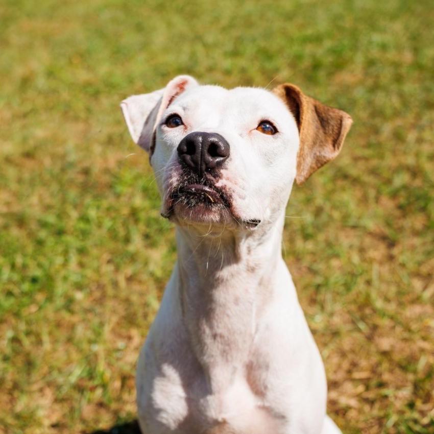 Enlarge Peppa Pig, a Adoptable mixed breed in Valdosta , GA image 4/6