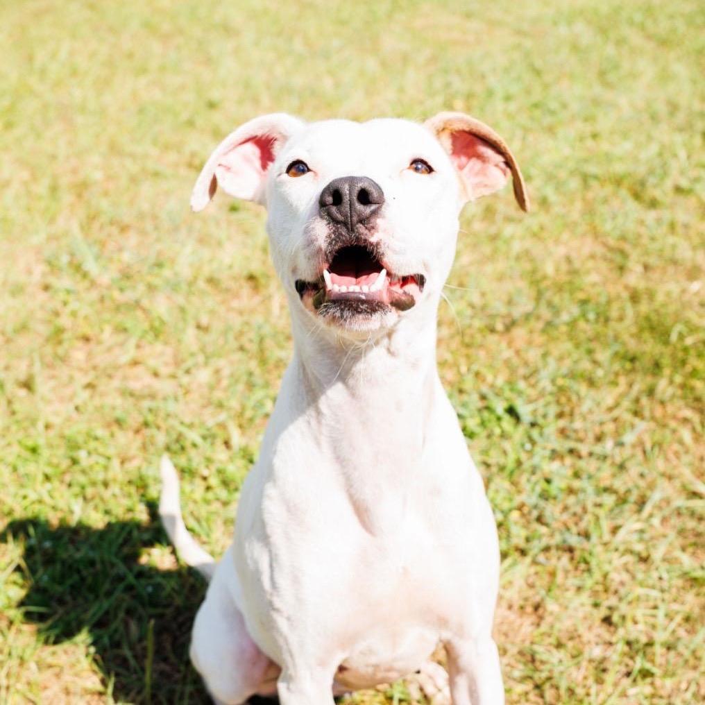 Enlarge Peppa Pig, a Adoptable mixed breed in Valdosta , GA image 5/6