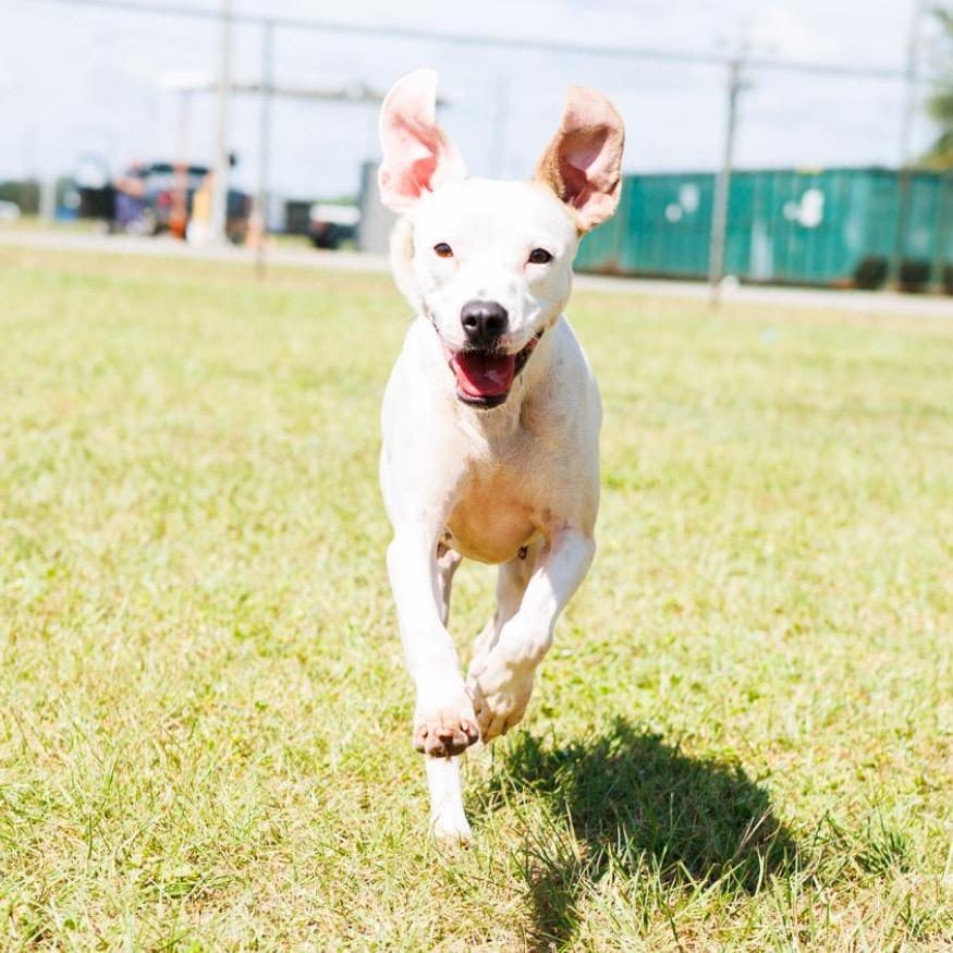 Enlarge Peppa Pig, a Adoptable mixed breed in Valdosta , GA image 6/6